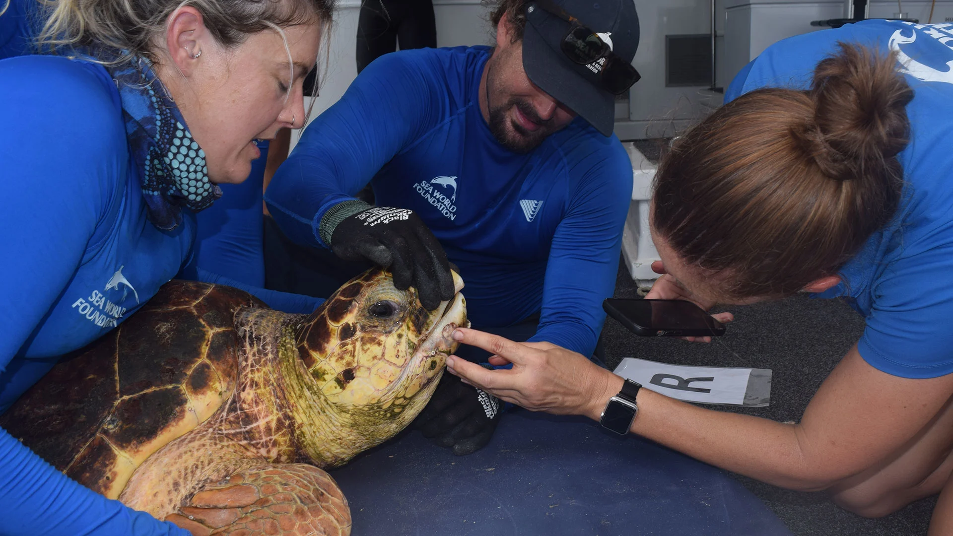 Three people in blue shirts examine a large sea turtle, checking its mouth and head.
