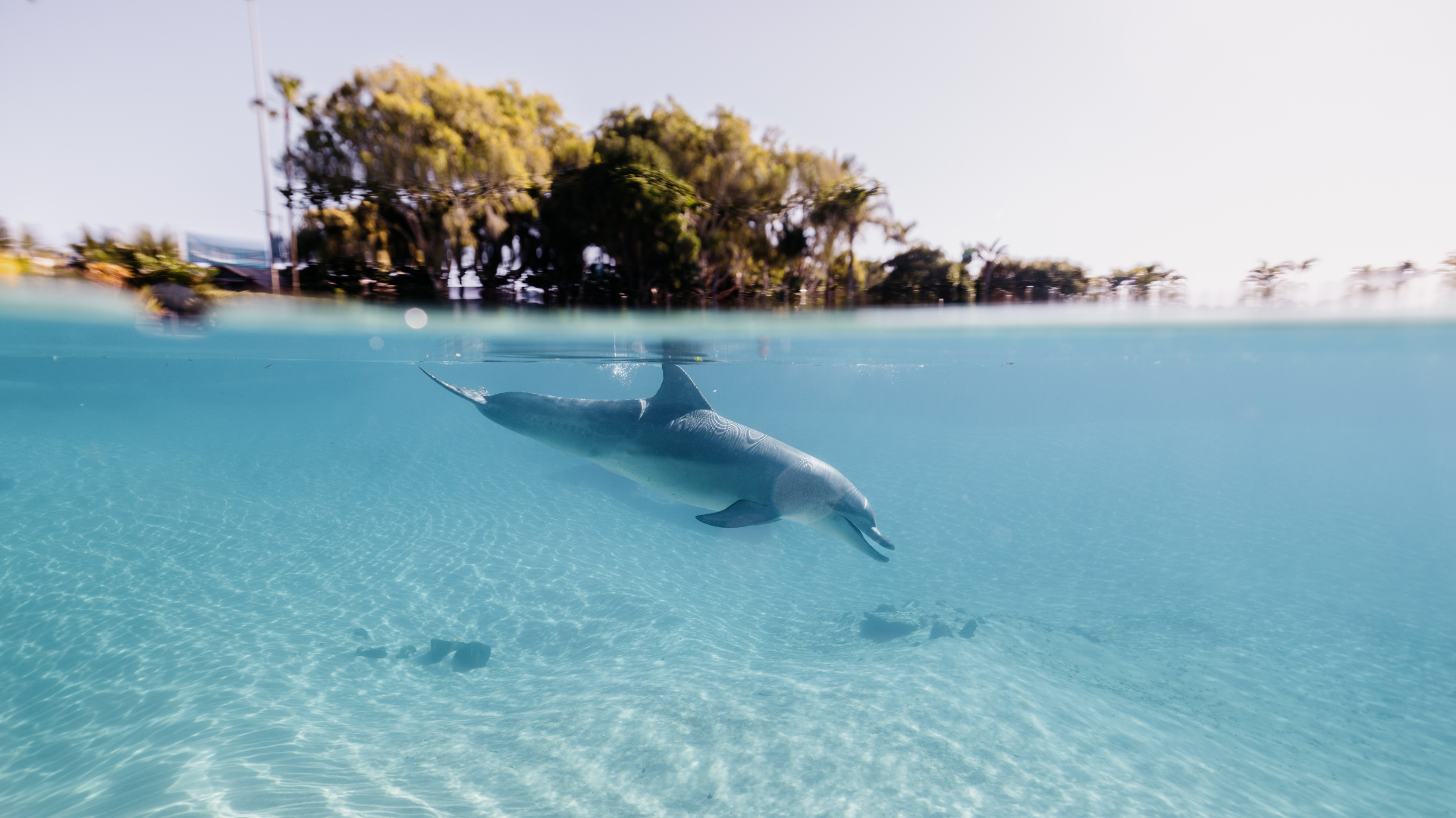 A dolphin swims near the water’s surface in a clear, shallow lagoon with trees and foliage visible in the background above the waterline.