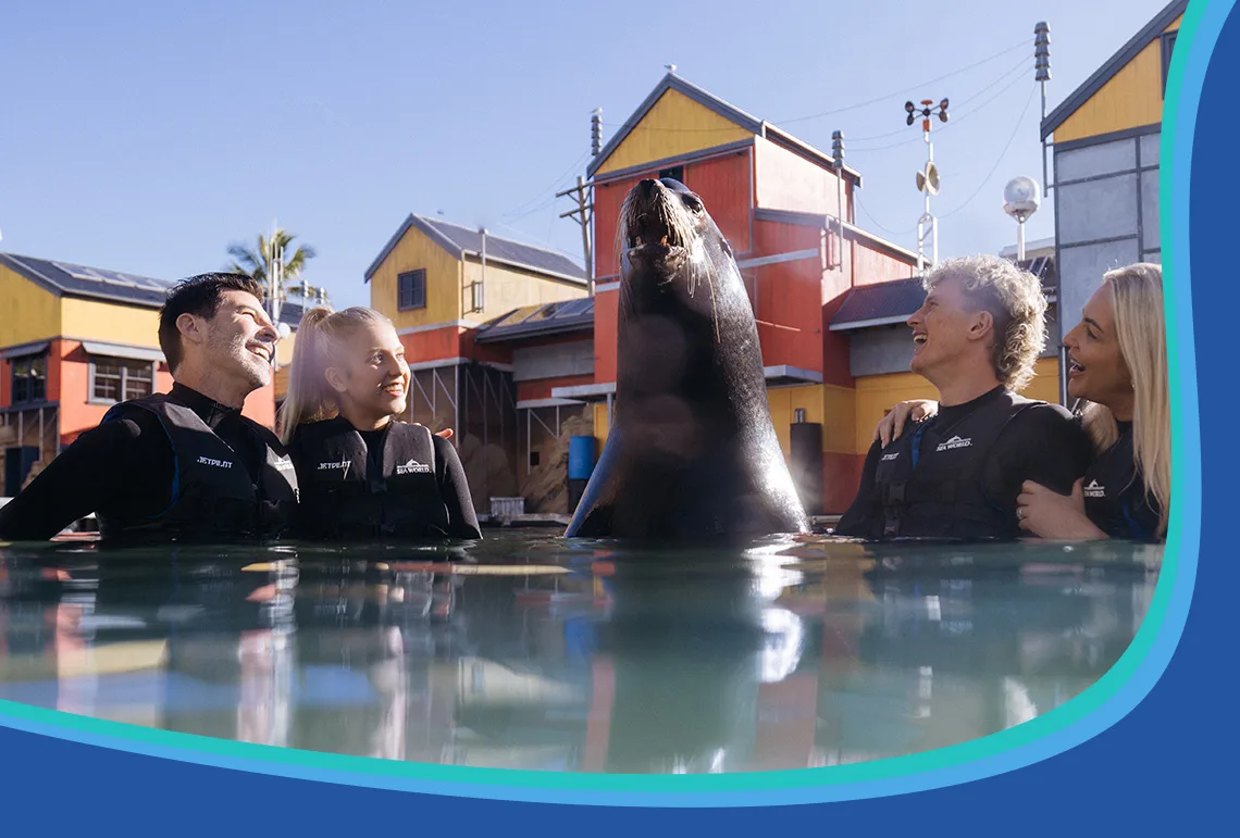 Four people in wetsuits stand in shallow water, smiling and looking at a sea lion with colorful buildings in the background.