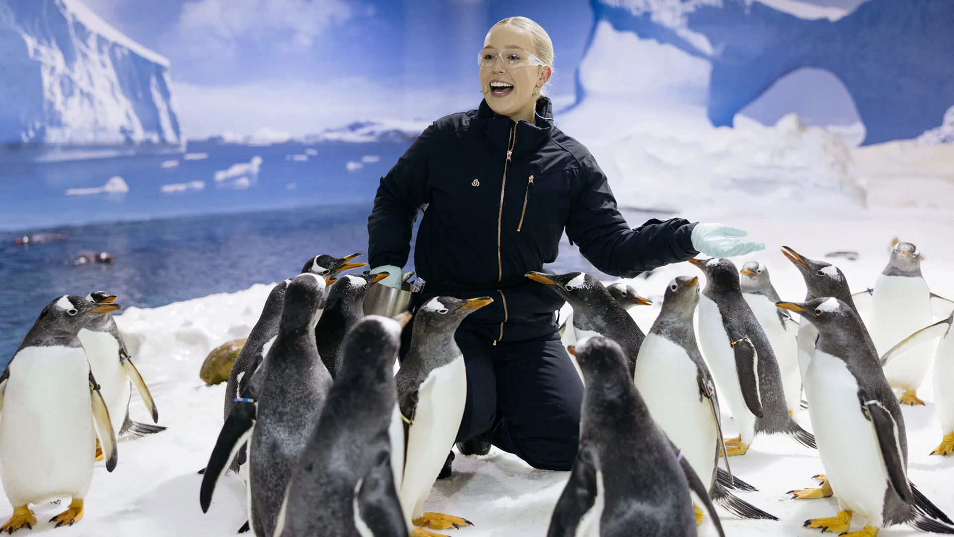 Penguin Encounter At Sea World Gold Coast penguin-encounter-at-sea-world-gold-coast