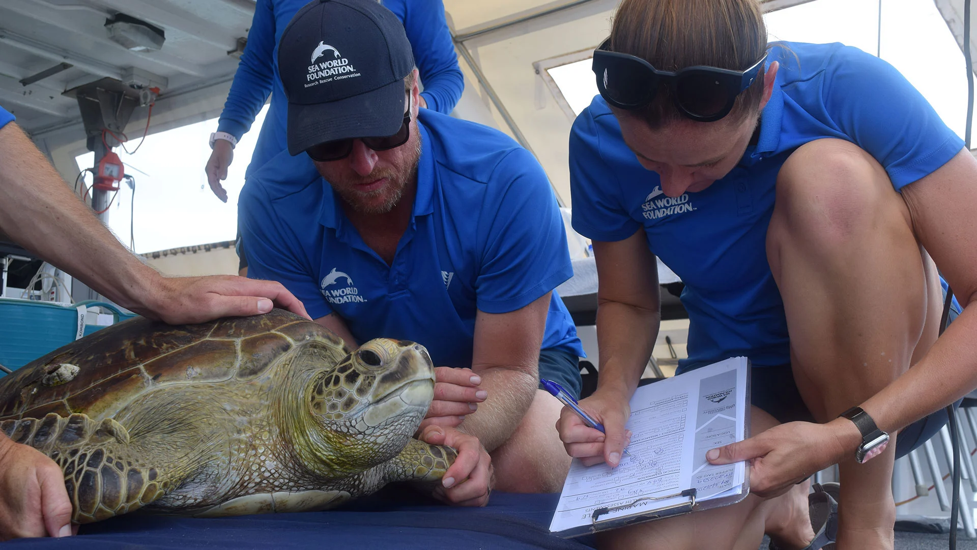 Two people in blue shirts work with a sea turtle. One holds the turtle while the other takes notes on a clipboard.