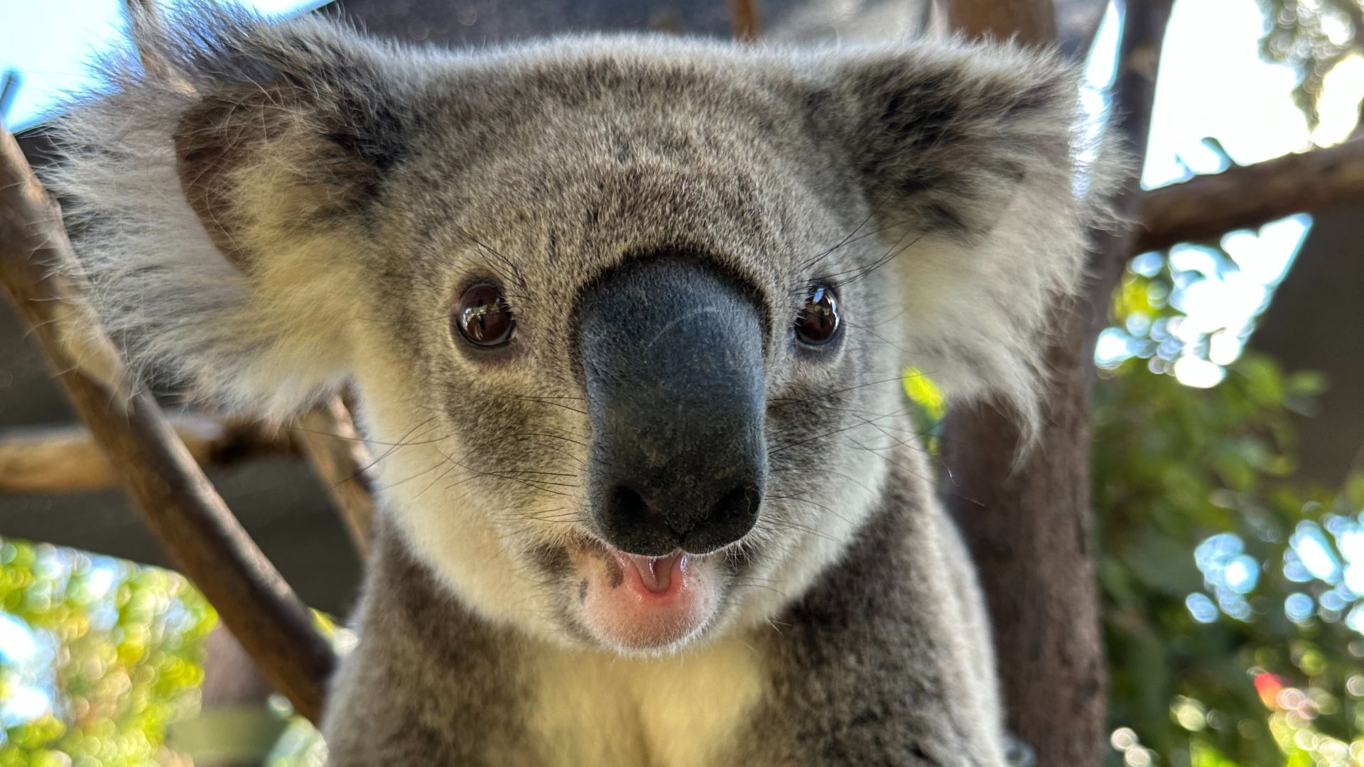 A close-up of a koala with gray fur and large round nose, looking directly at the camera with its mouth slightly open. Tree branches and greenery are visible in the background.