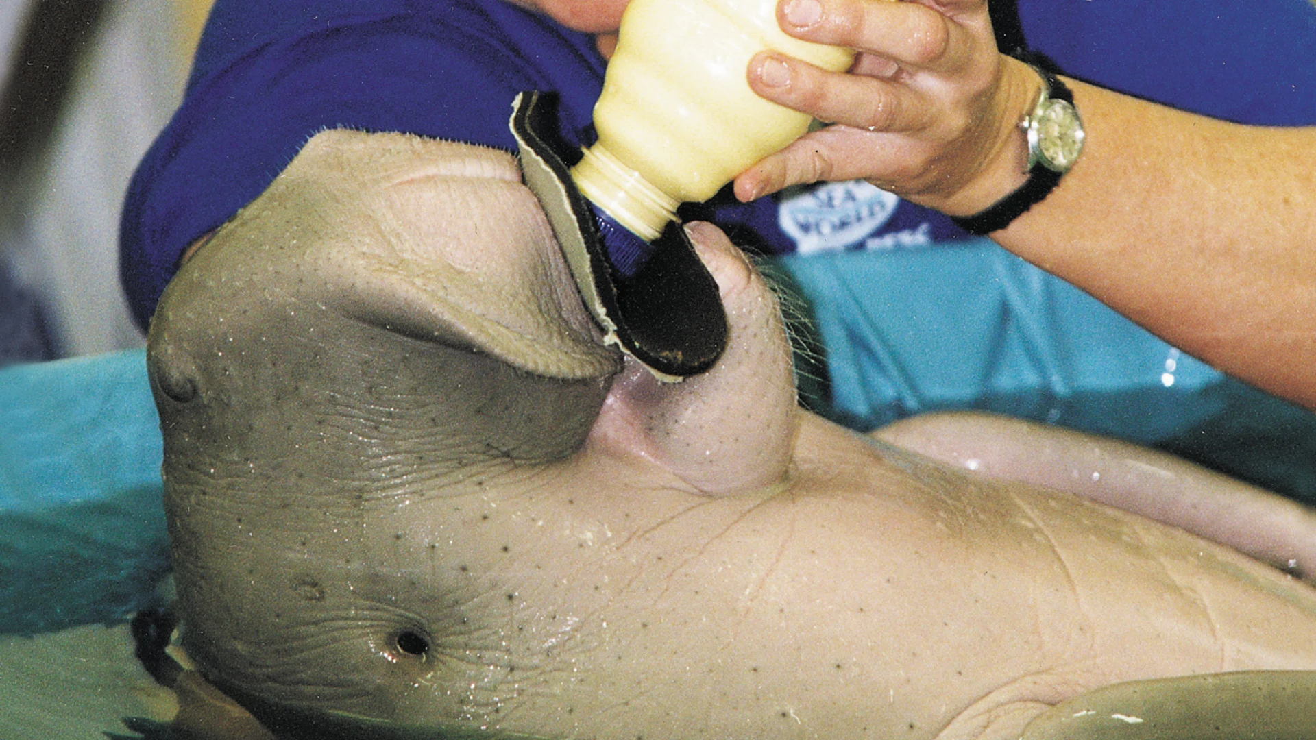 A person feeds a baby manatee in a pool using a bottle. The manatee lies on its back, and the person holds the bottle to its mouth with both hands.