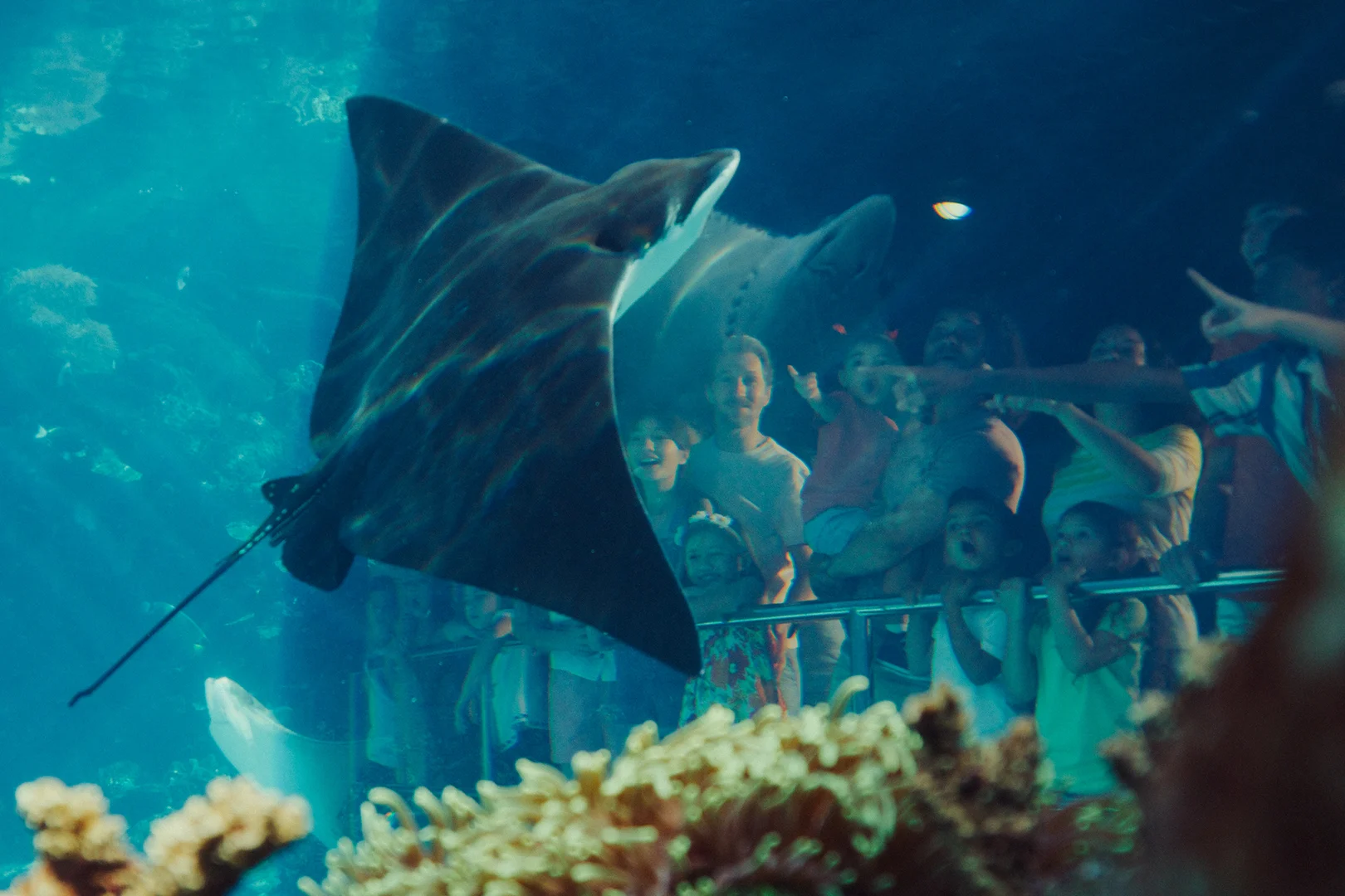 A manta ray swims past a group of excited children and adults at Shark Bay, Sea World.