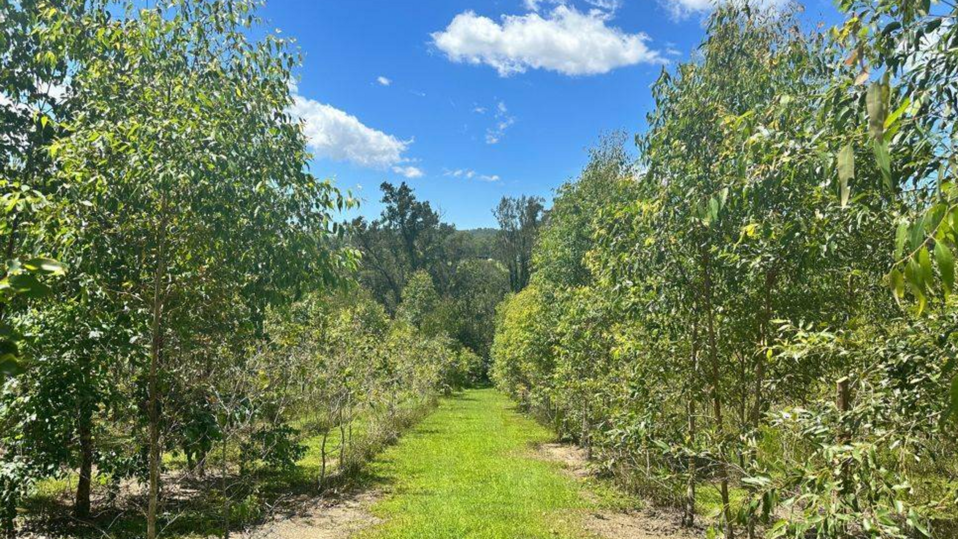 A grassy path runs between rows of tall green trees under a bright blue sky with scattered clouds.