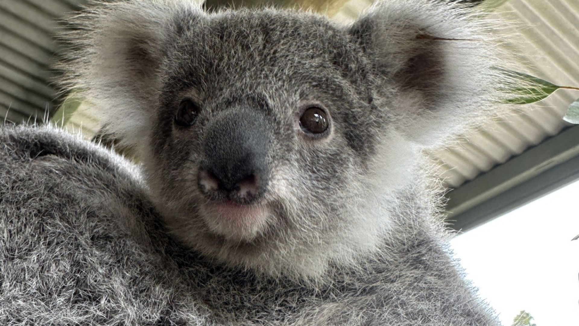 A close-up of a koala's face, showing its fluffy gray fur, round ears, large nose, and dark eyes, with a metal roof and some greenery blurred in the background.