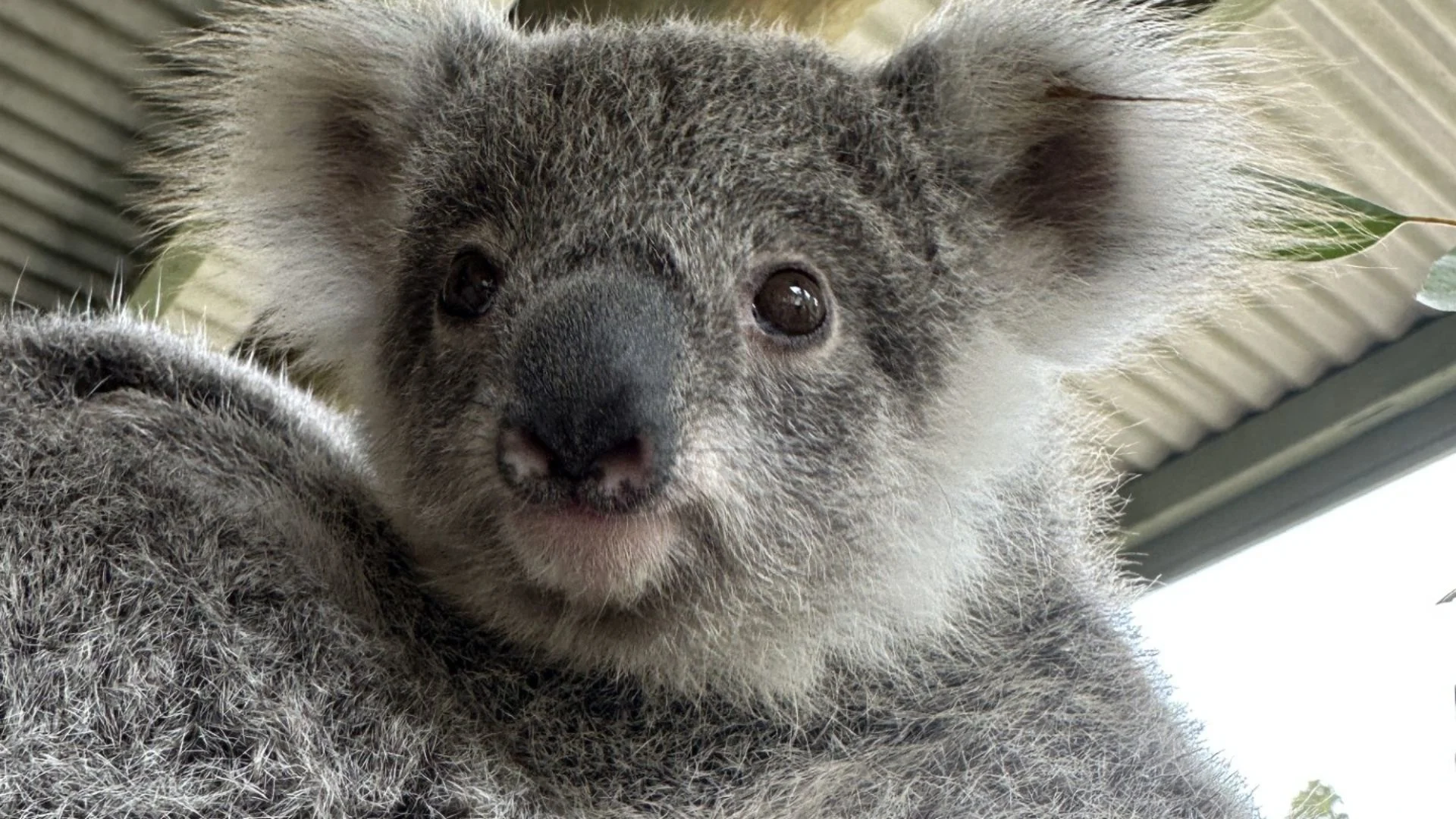 A close-up of a koala's face, showing its fluffy gray fur, round ears, large nose, and dark eyes, with a metal roof and some greenery blurred in the background.