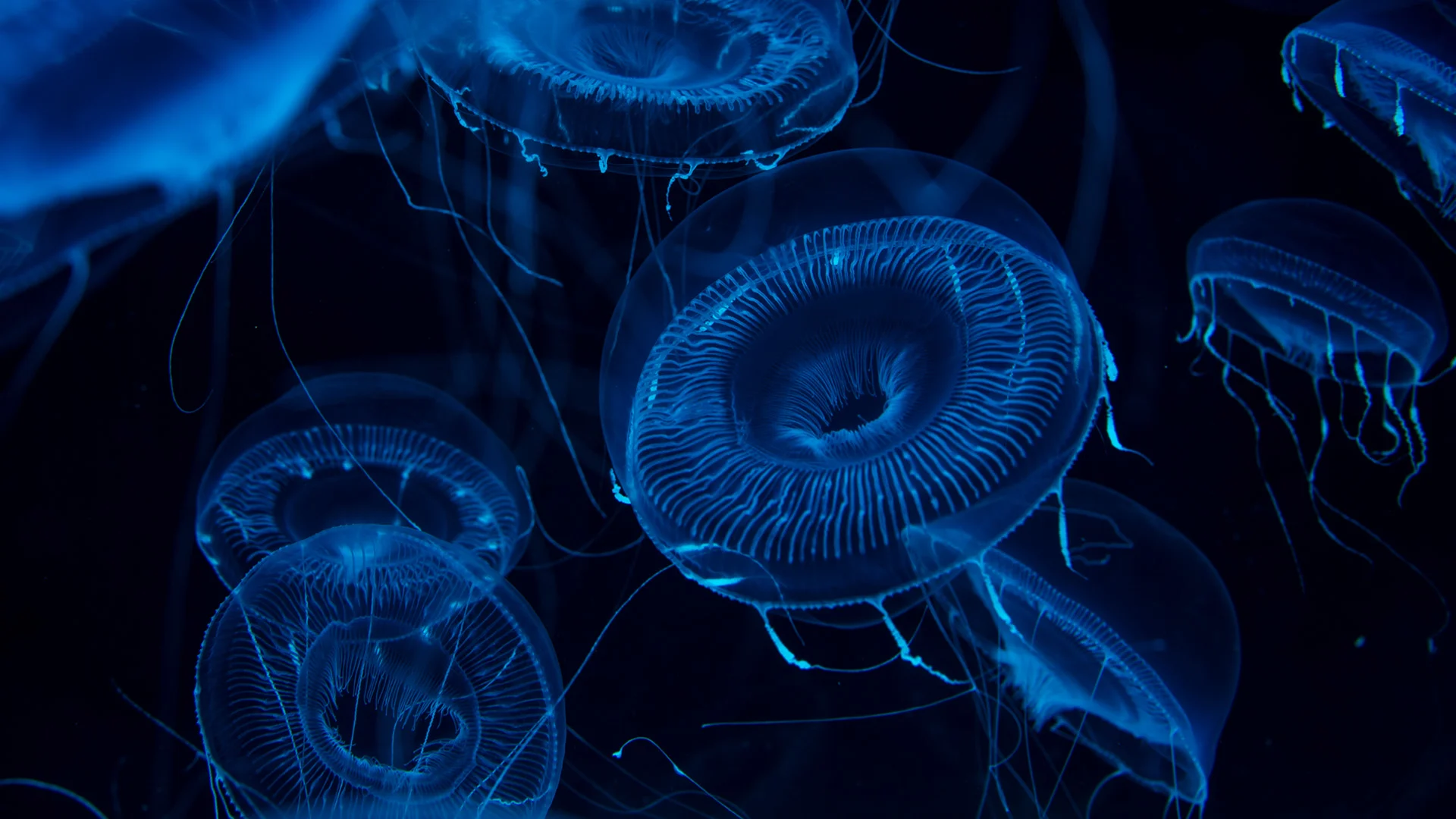Several translucent jellyfish with glowing blue outlines float in dark water.