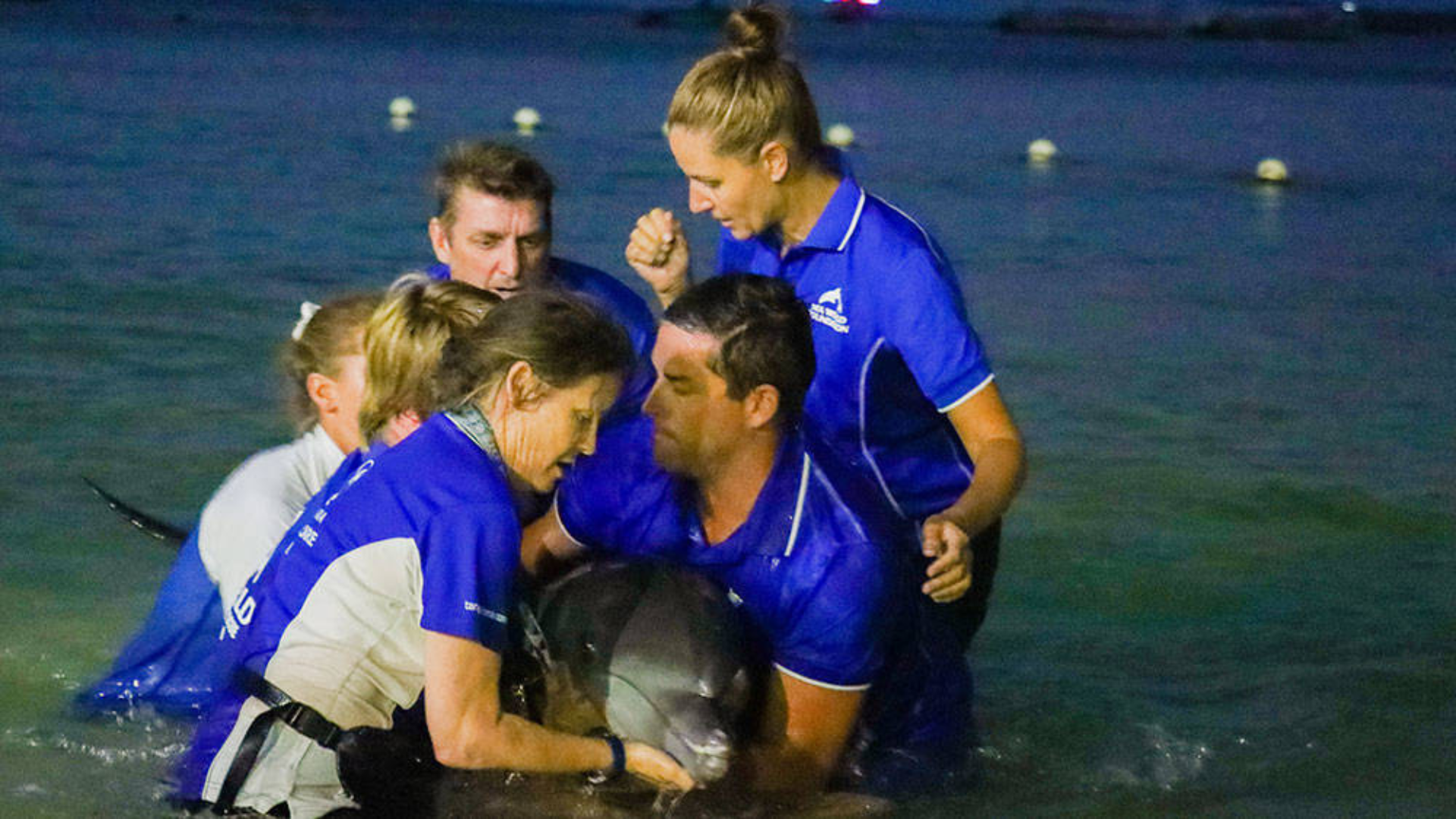 Five people in blue shirts stand waist-deep in water, working together to assist a dolphin, likely as part of a rescue or rehabilitation effort.