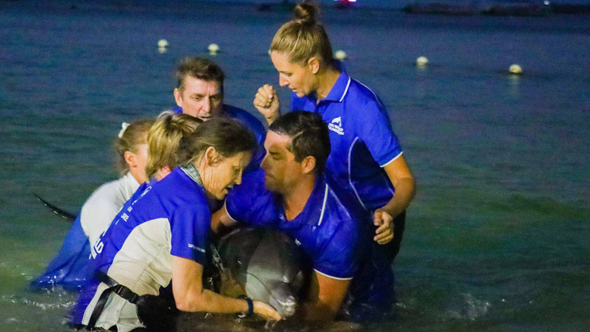 Five people in blue shirts stand waist-deep in water, working together to assist a dolphin, likely as part of a rescue or rehabilitation effort.