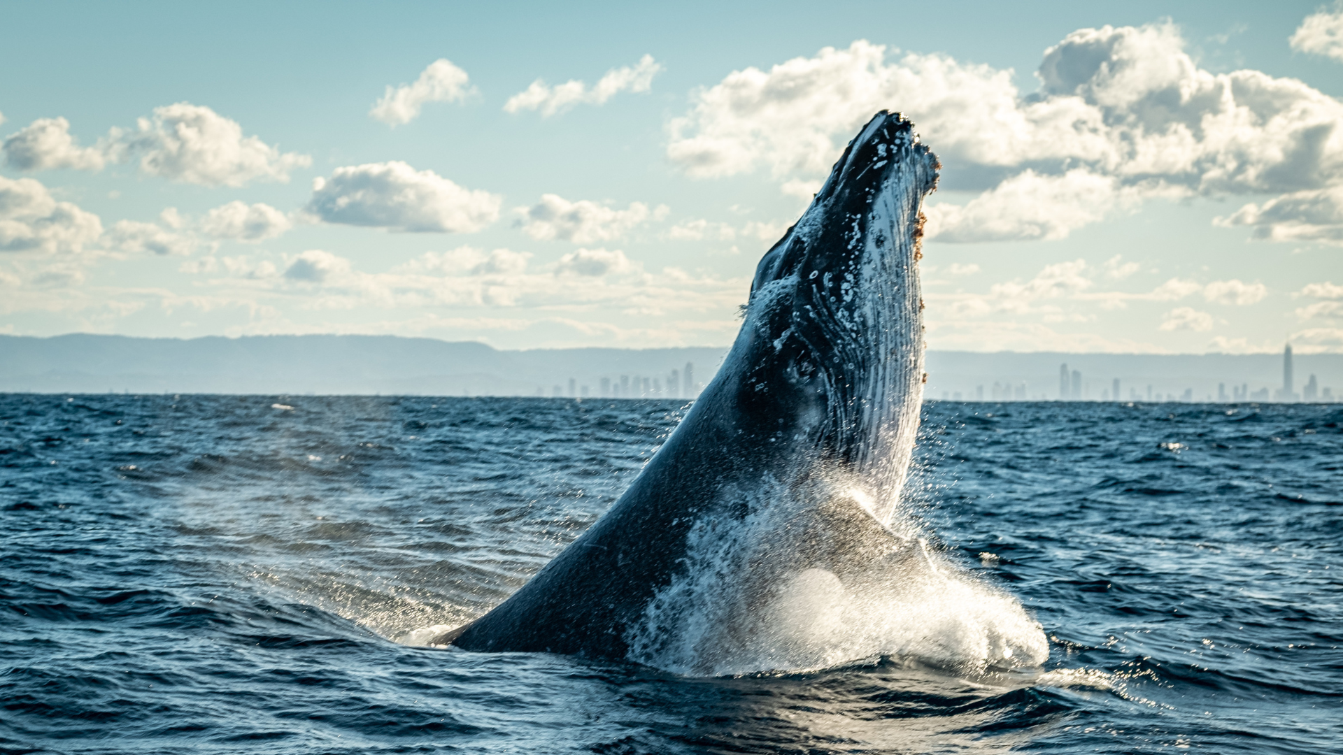 A whale breaches the ocean surface with water splashing, under a clear sky with scattered clouds, and Gold Coast city skyline faintly visible in the distance.