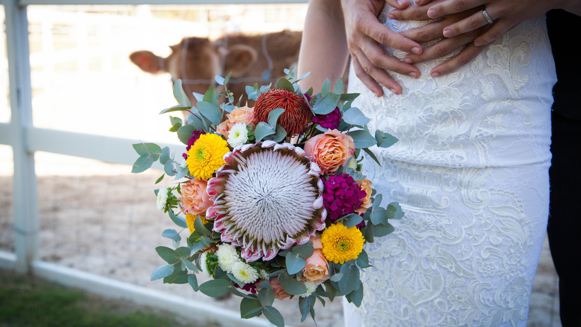 Bride holds a bouquet of Australian native flowers with a brown cow in the background.