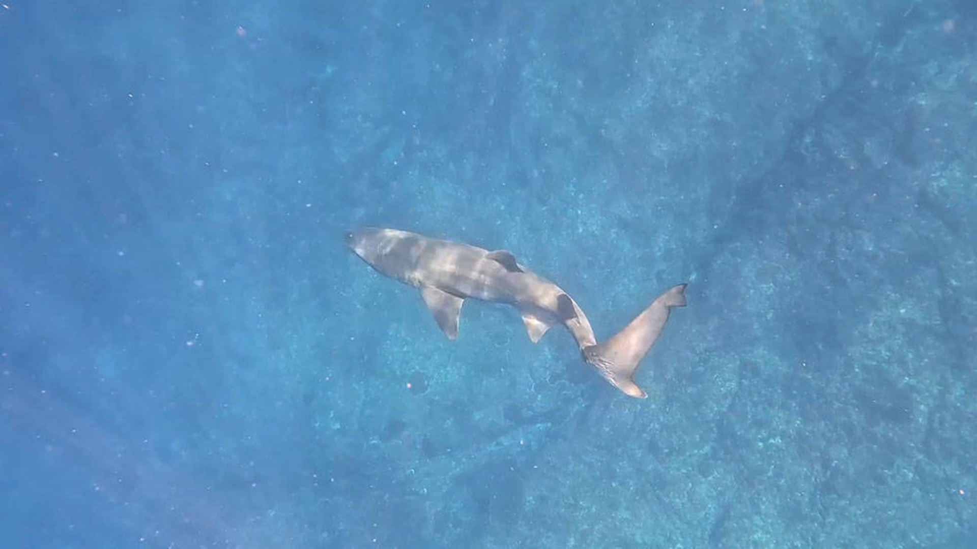 A shark swims in clear blue water alongside a sea lion, both visible from an aerial perspective.