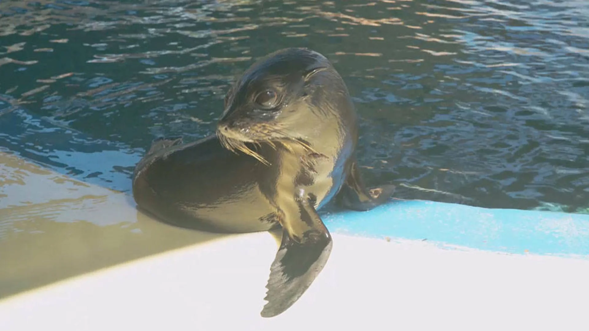 A young seal rests its flipper on the edge of a pool while partially submerged in water.