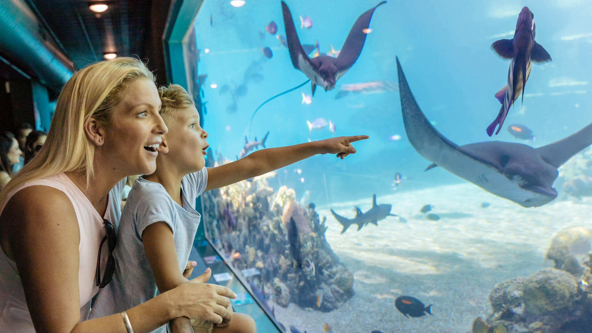 A woman and a child watch stingrays and fish in Shark Bay at Sea World, with the child pointing at the marine life.