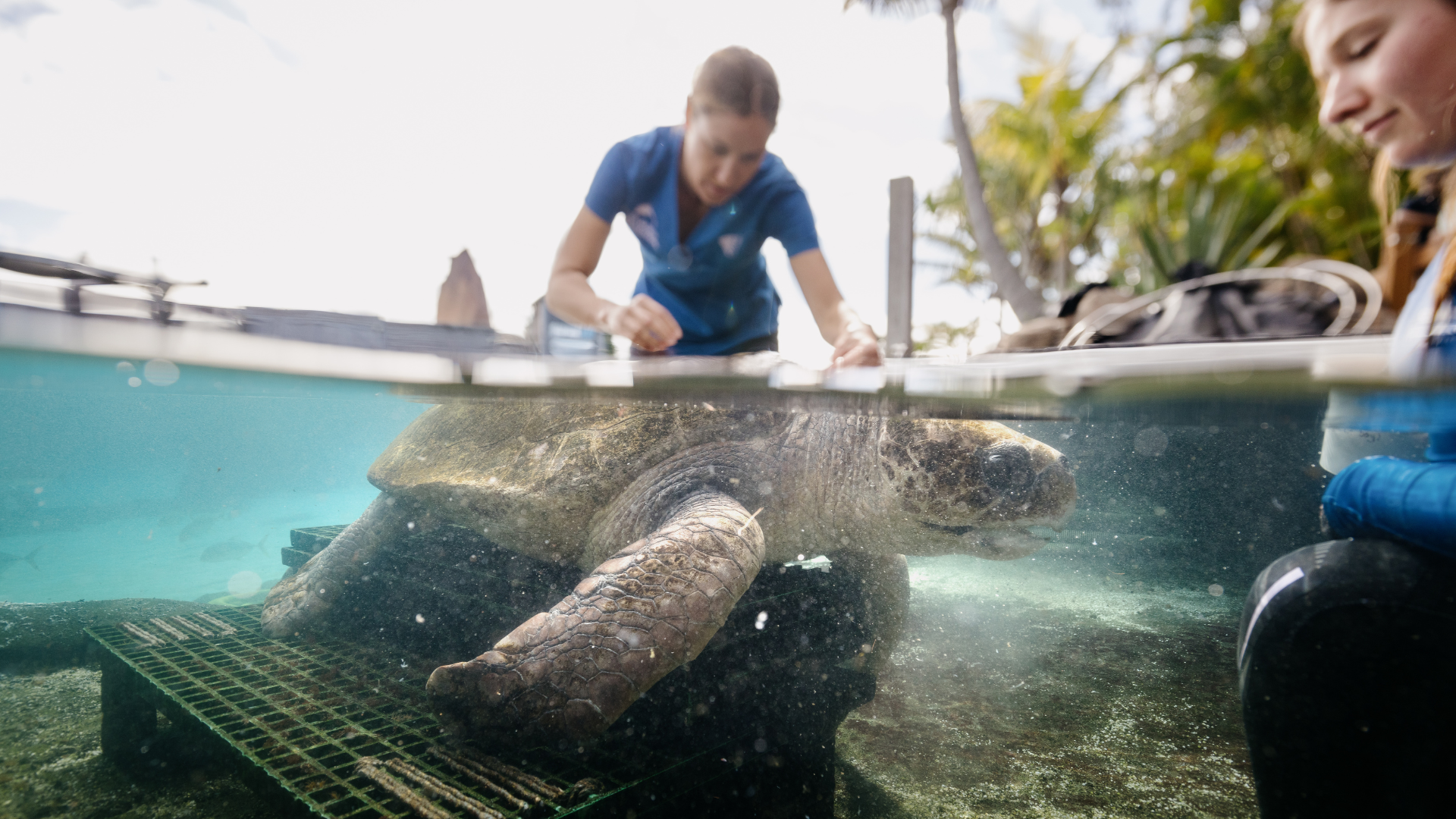 A sea turtle receiving care from two people in shallow, clear water, half above and half below the waterline, with tropical plants in the background.