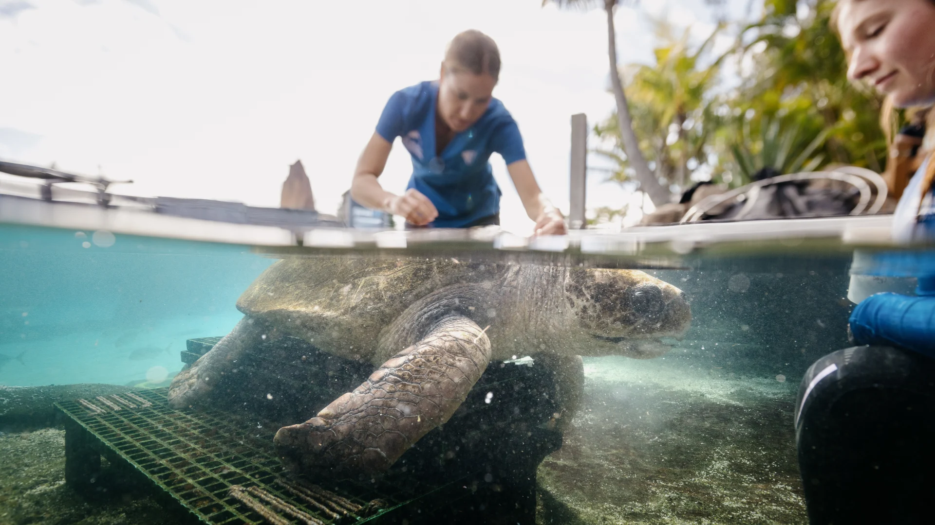 A sea turtle receiving care from two people in shallow, clear water, half above and half below the waterline, with tropical plants in the background.