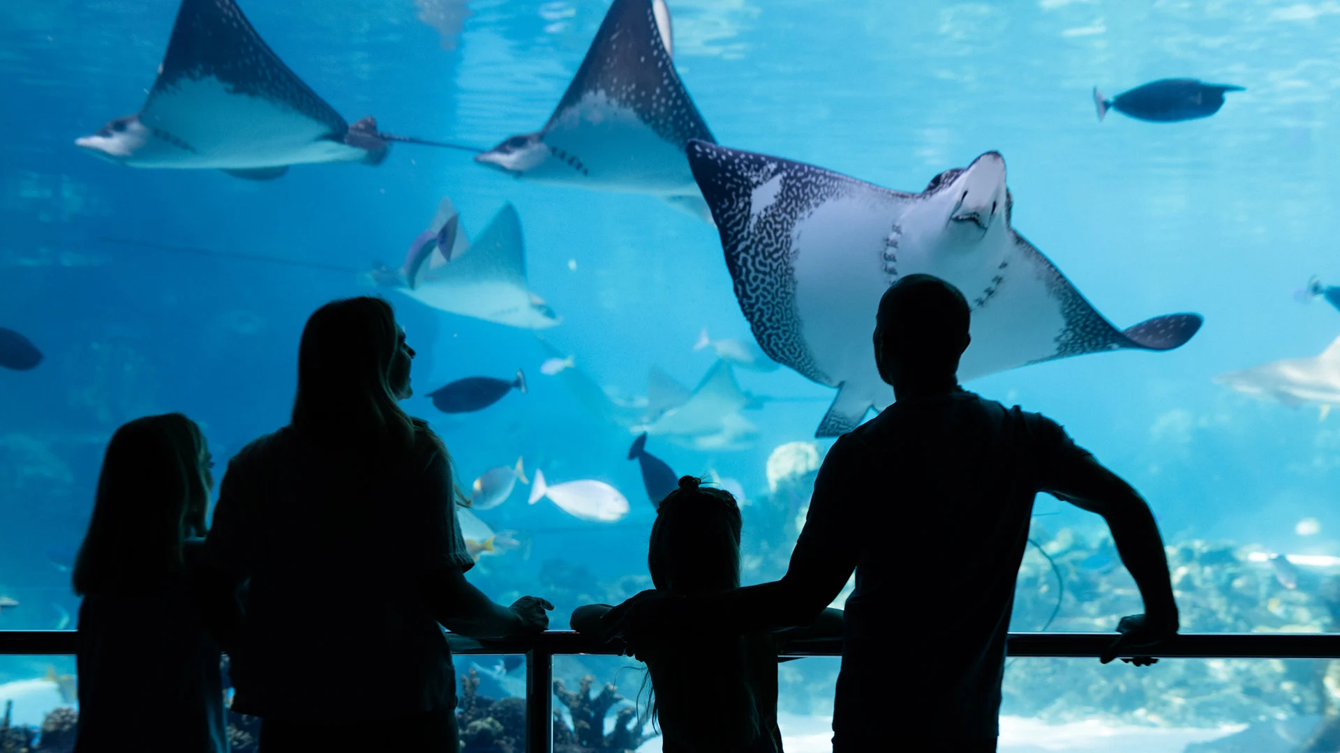 A silhouette of a family watches various fish and a large stingray swimming in a blue-lit aquarium tank.