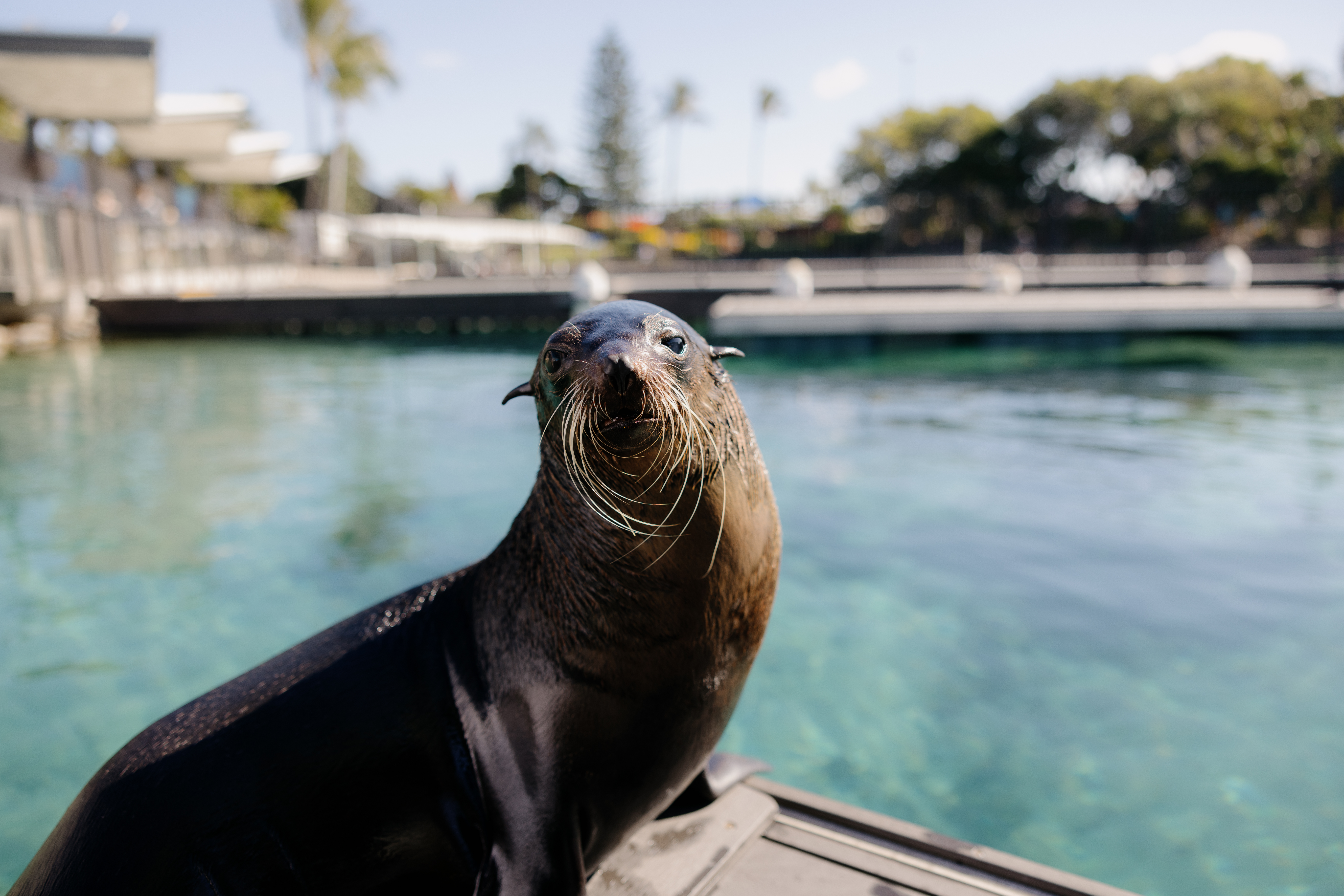 A sea lion with wet fur sits on the edge of a pool with clear blue water, outdoor structures, and trees visible in the background.