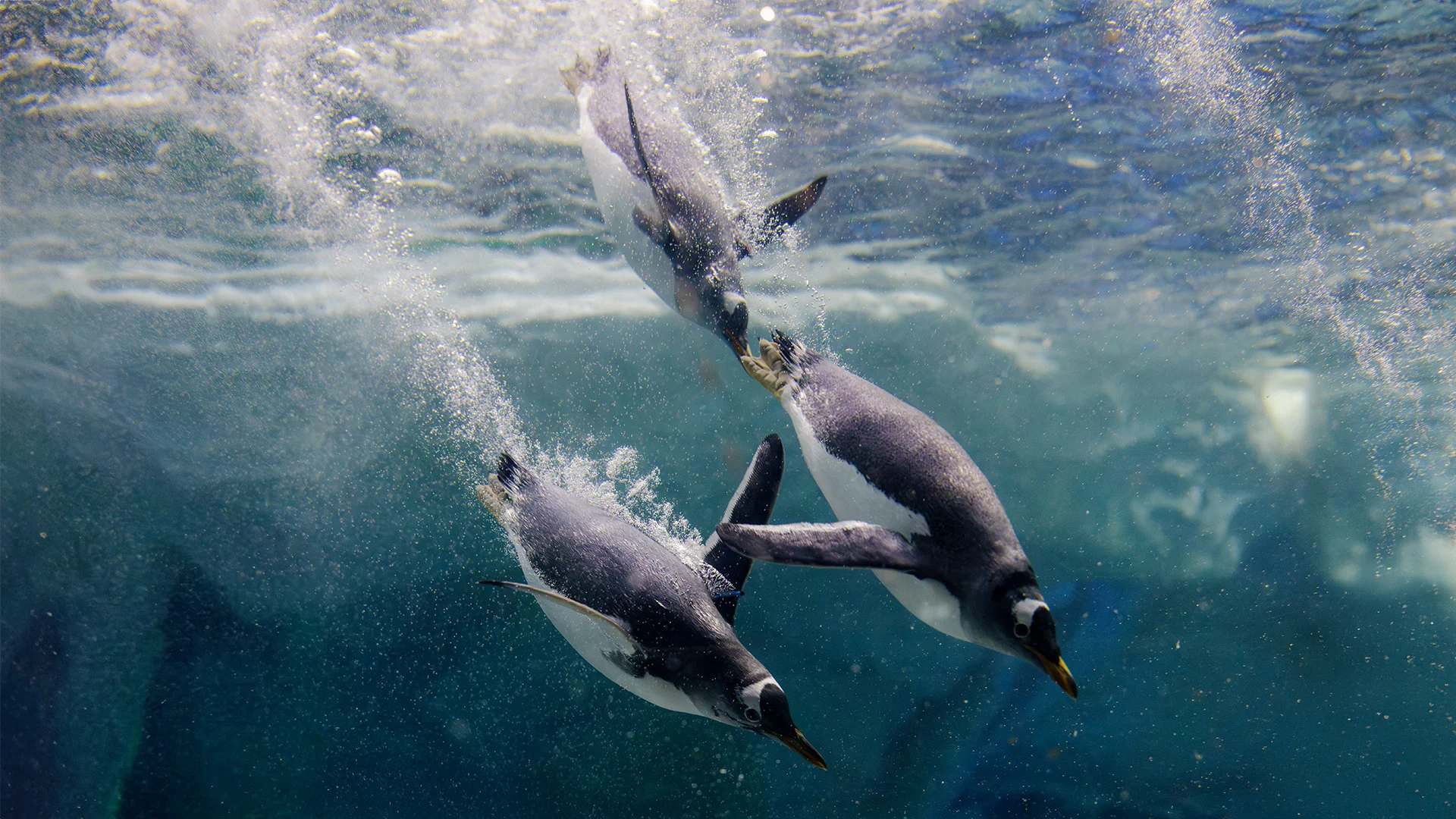 Three penguins swim underwater, trailing bubbles behind them in a clear blue aquatic environment.