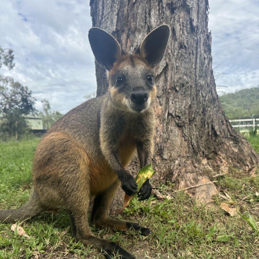 A small kangaroo stands on grass in front of a tree, holding a green leaf in its paw, with a blurred background of trees and cloudy sky.
