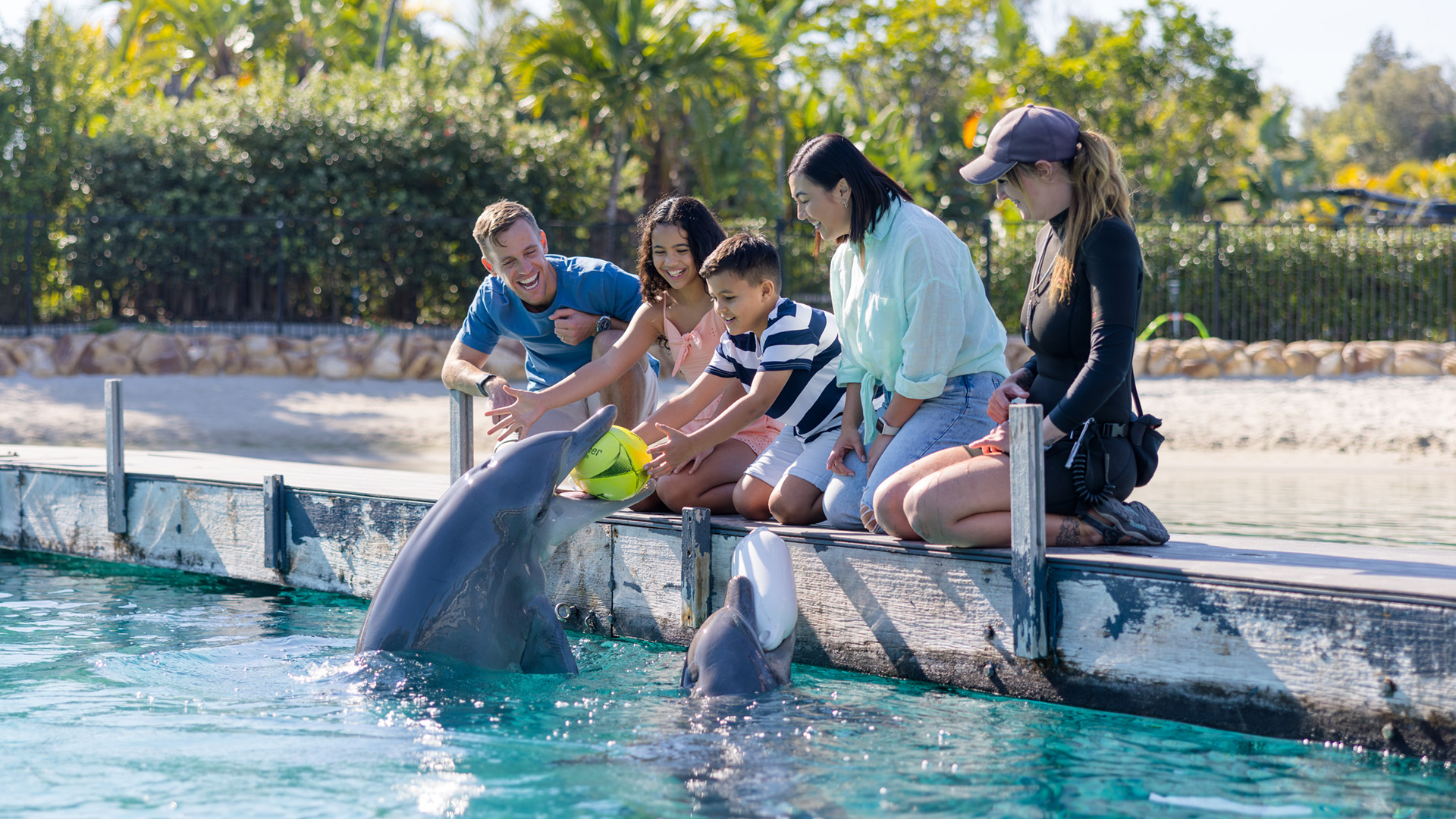 A group of people sits on a dock petting and feeding dolphins in a sunny outdoor aquatic setting.