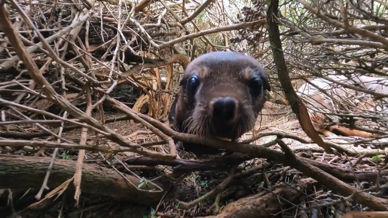 A seal peeks through a tangle of dry branches and twigs, its face partially visible among the dense brush.