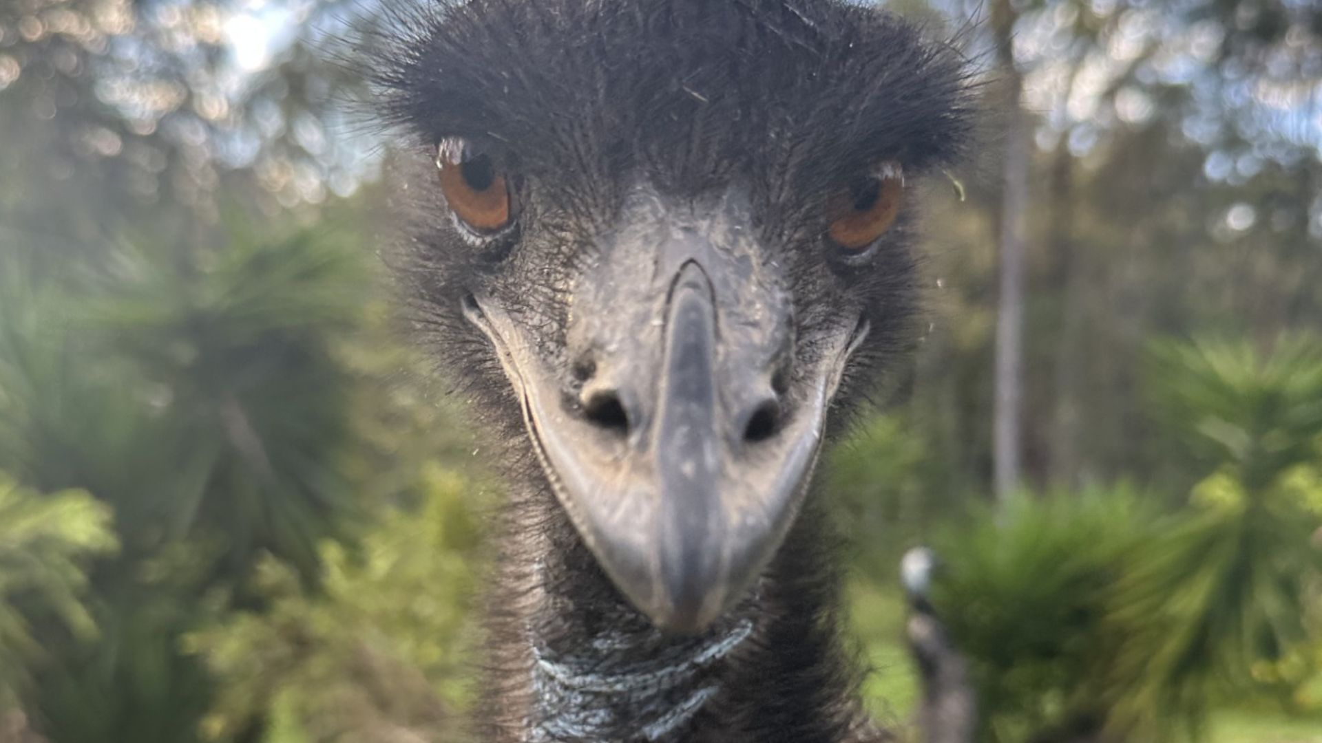 Close-up of an emu’s face staring directly at the camera, with sharp orange eyes and a long beak, set against a blurred background of green foliage and trees.