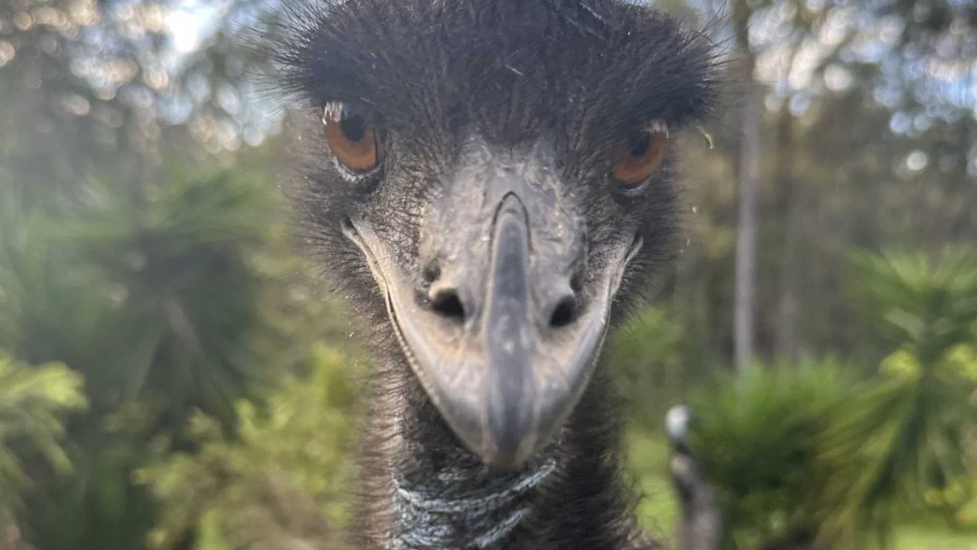 Close-up of an emu’s face staring directly at the camera, with sharp orange eyes and a long beak, set against a blurred background of green foliage and trees.