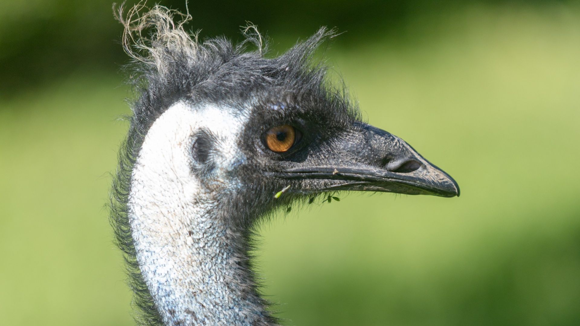 Close-up of an emu with ruffled dark feathers and a scruffy crest, looking to the side against a blurred green background.