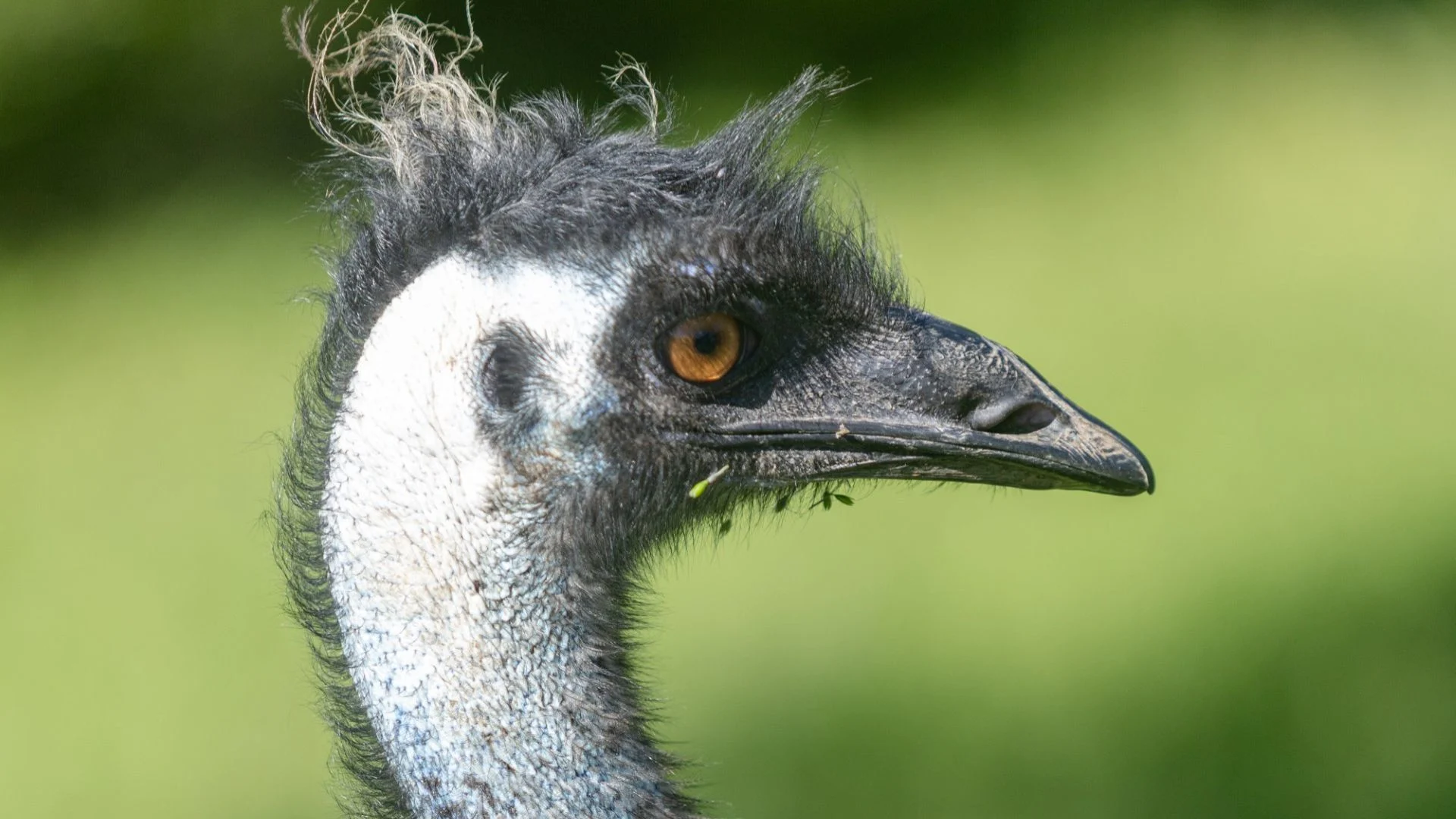 Close-up of an emu with ruffled dark feathers and a scruffy crest, looking to the side against a blurred green background.