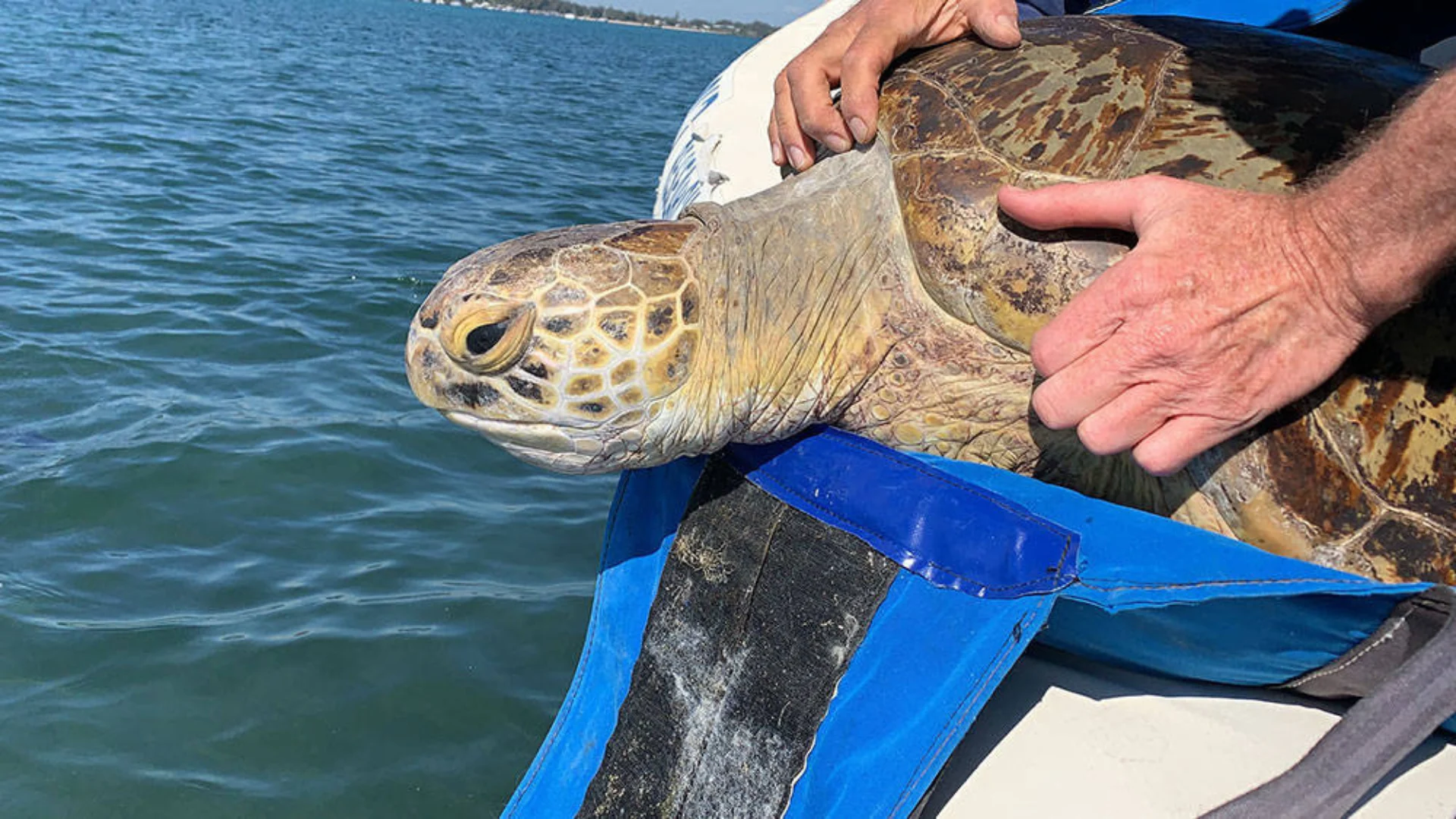 A person holds a large sea turtle on a blue stretcher-like support, near the edge of a boat on the water.