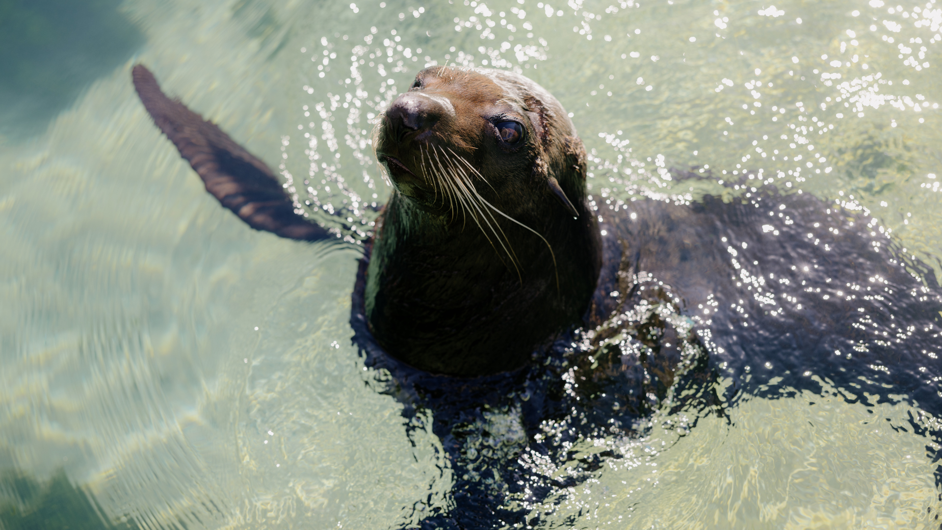 A seal swims in clear, shallow water, raising one flipper above the surface and looking up toward the camera.