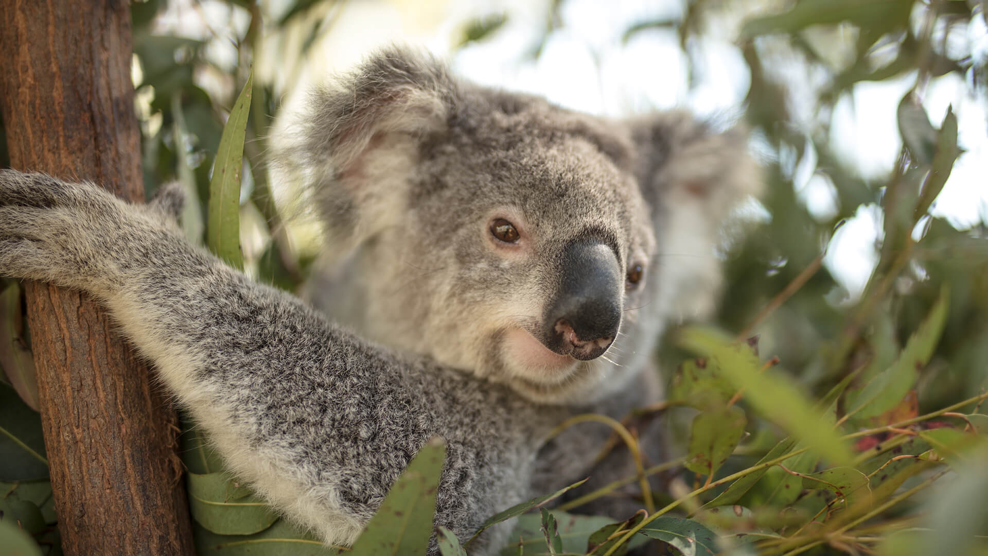 A koala clings to a tree surrounded by leafy branches, looking toward the camera.