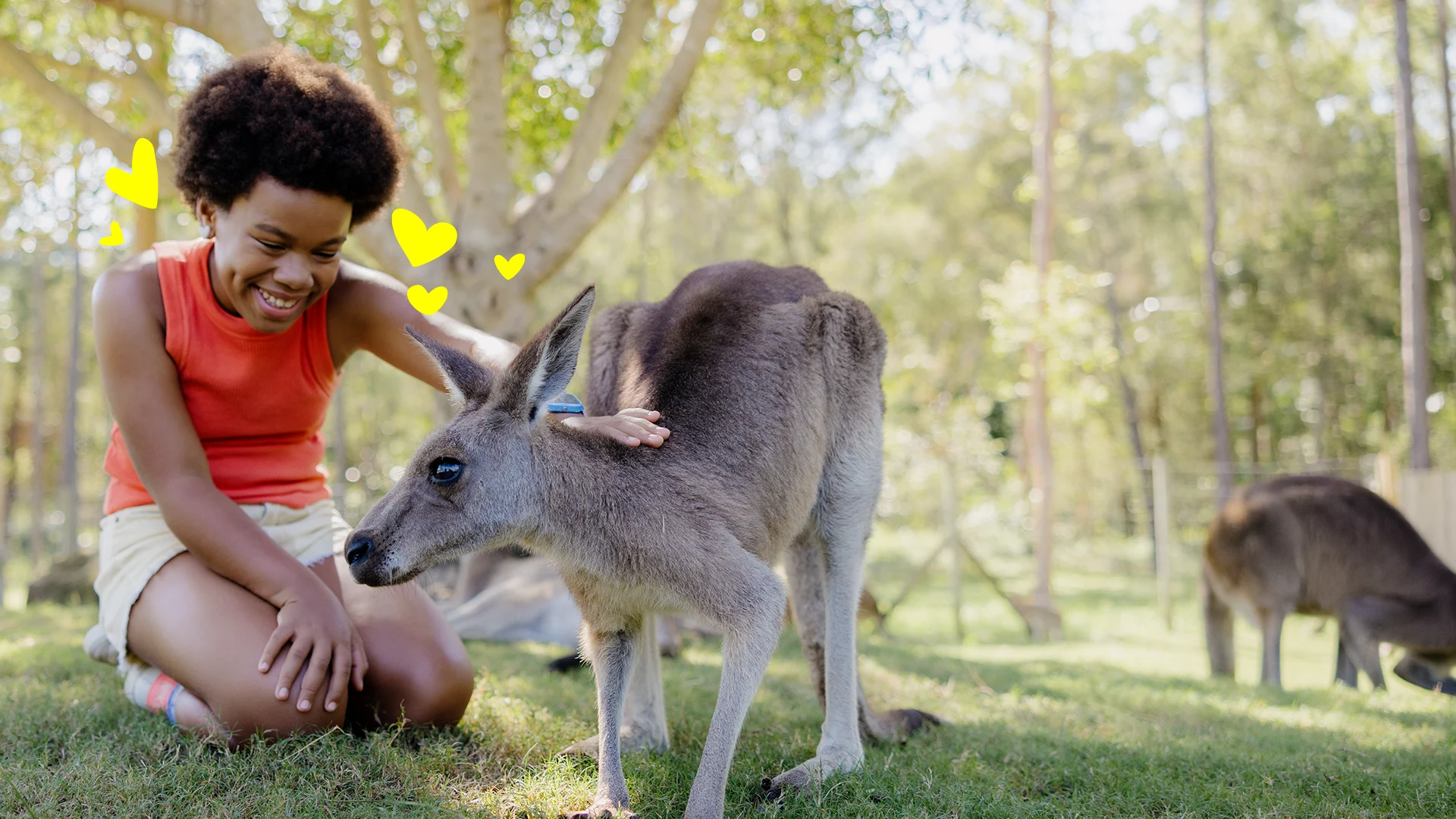 Marvel at the beauty of a kangaroo at Paradise Country. This iconic Australian marsupial roams freely in its natural habitat, offering visitors a glimpse into the country's rich wildlife.