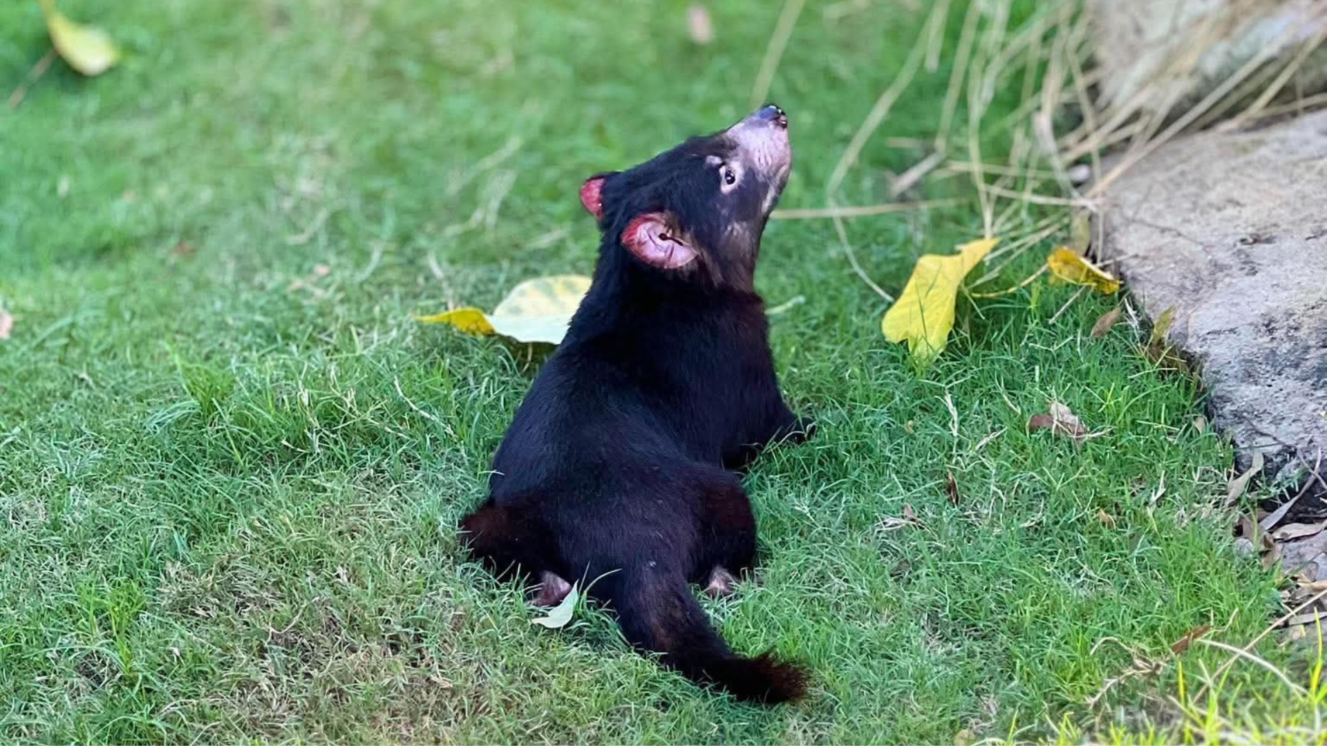 A young Tasmanian devil with dark fur sits on green grass, looking upward. Yellow leaves and a large rock are nearby.