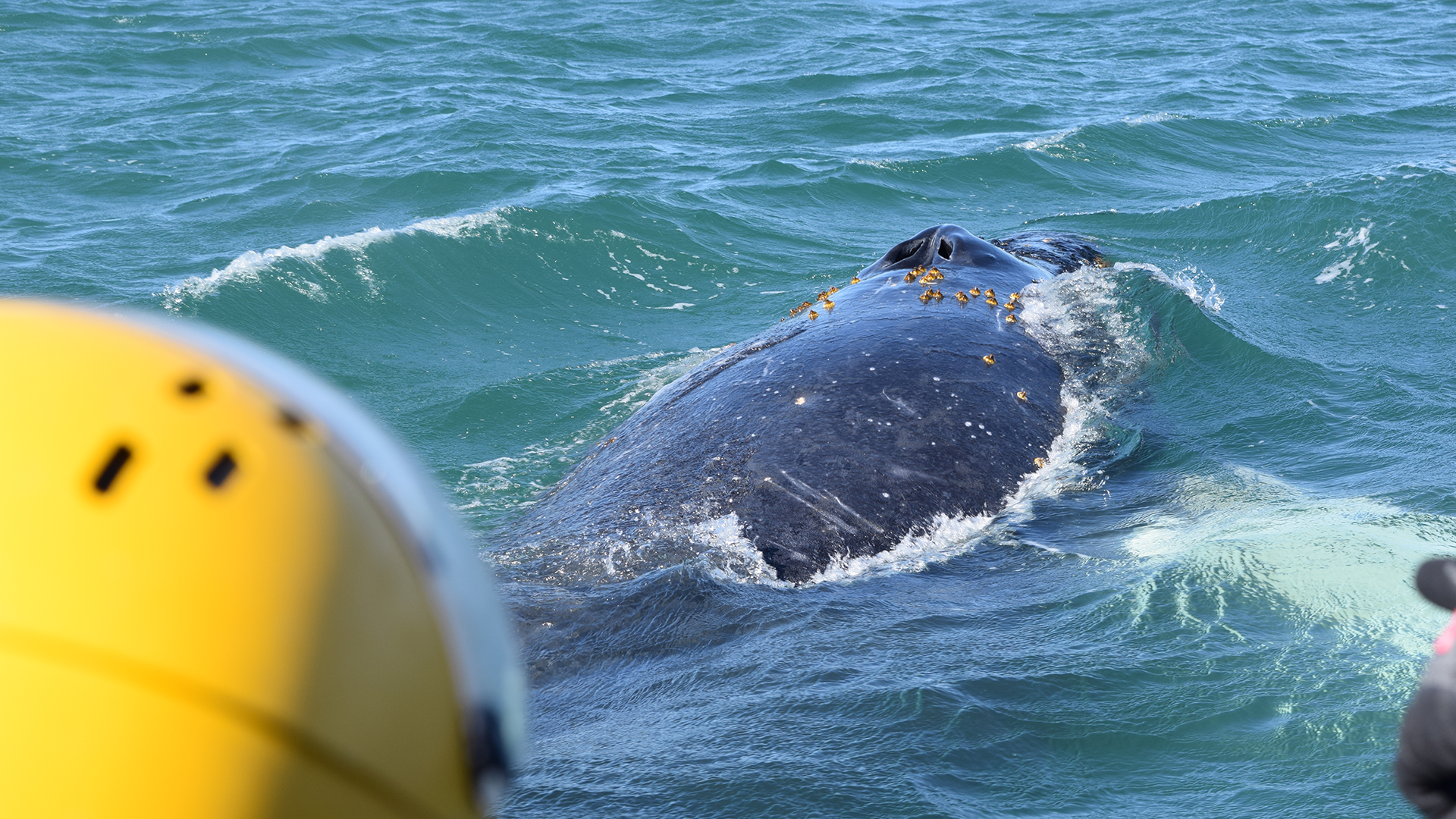 A large whale with barnacles on its back surfaces in choppy green water near a yellow object, possibly a boat or submersible, with part of another object visible on the right.