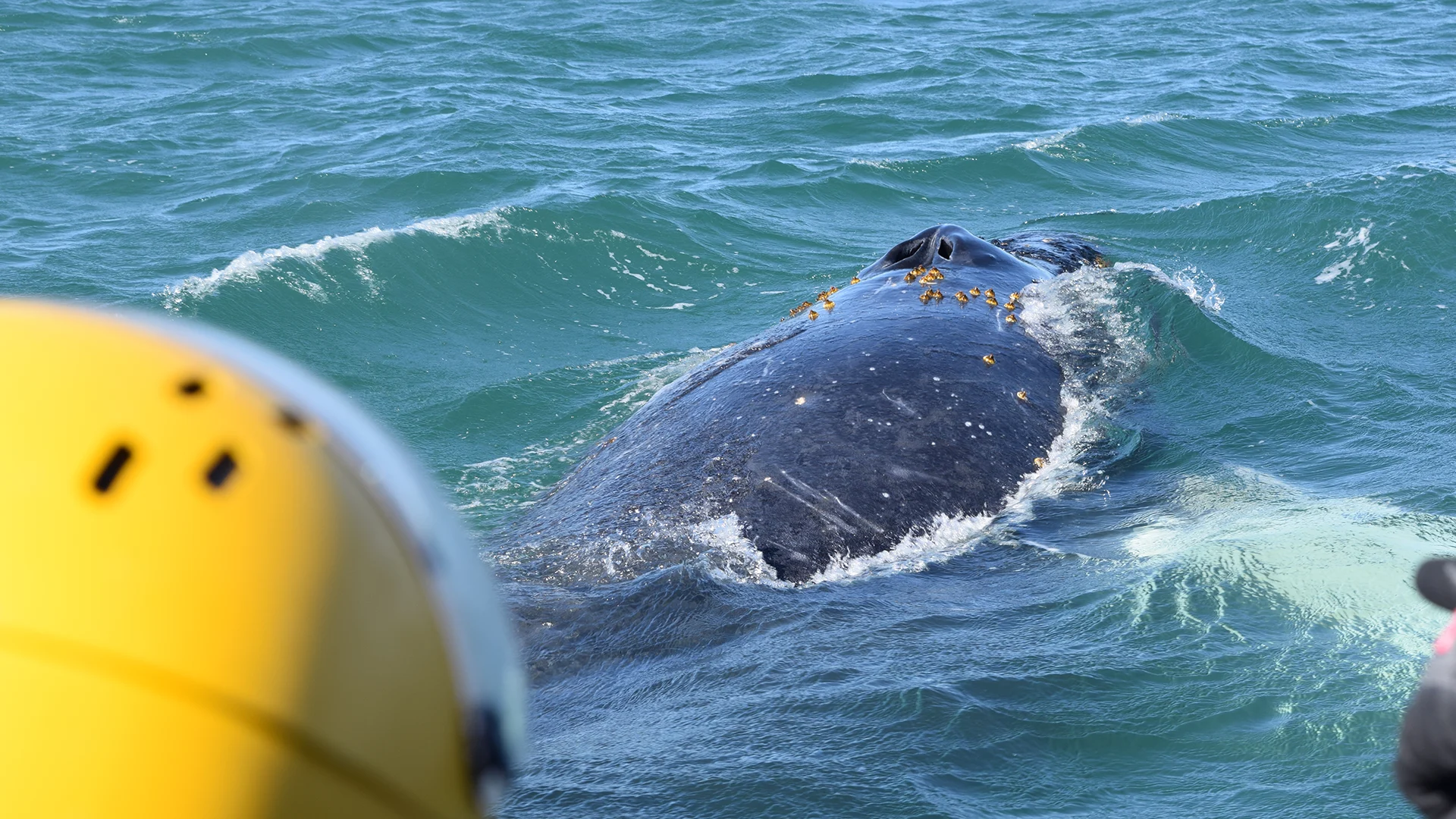 A large whale with barnacles on its back surfaces in choppy green water near a yellow object, possibly a boat or submersible, with part of another object visible on the right.