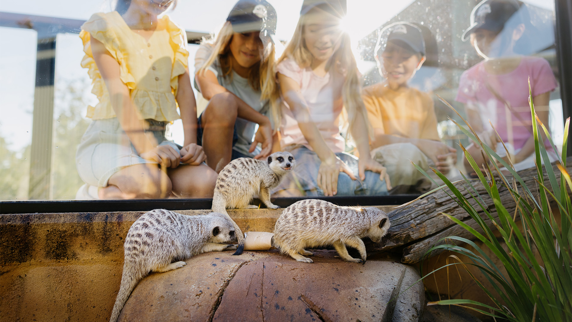Three meerkats stand on rocks in an enclosure while four children wearing caps watch them through the glass, smiling and appearing fascinated by the animals. Sunlight shines in the background.