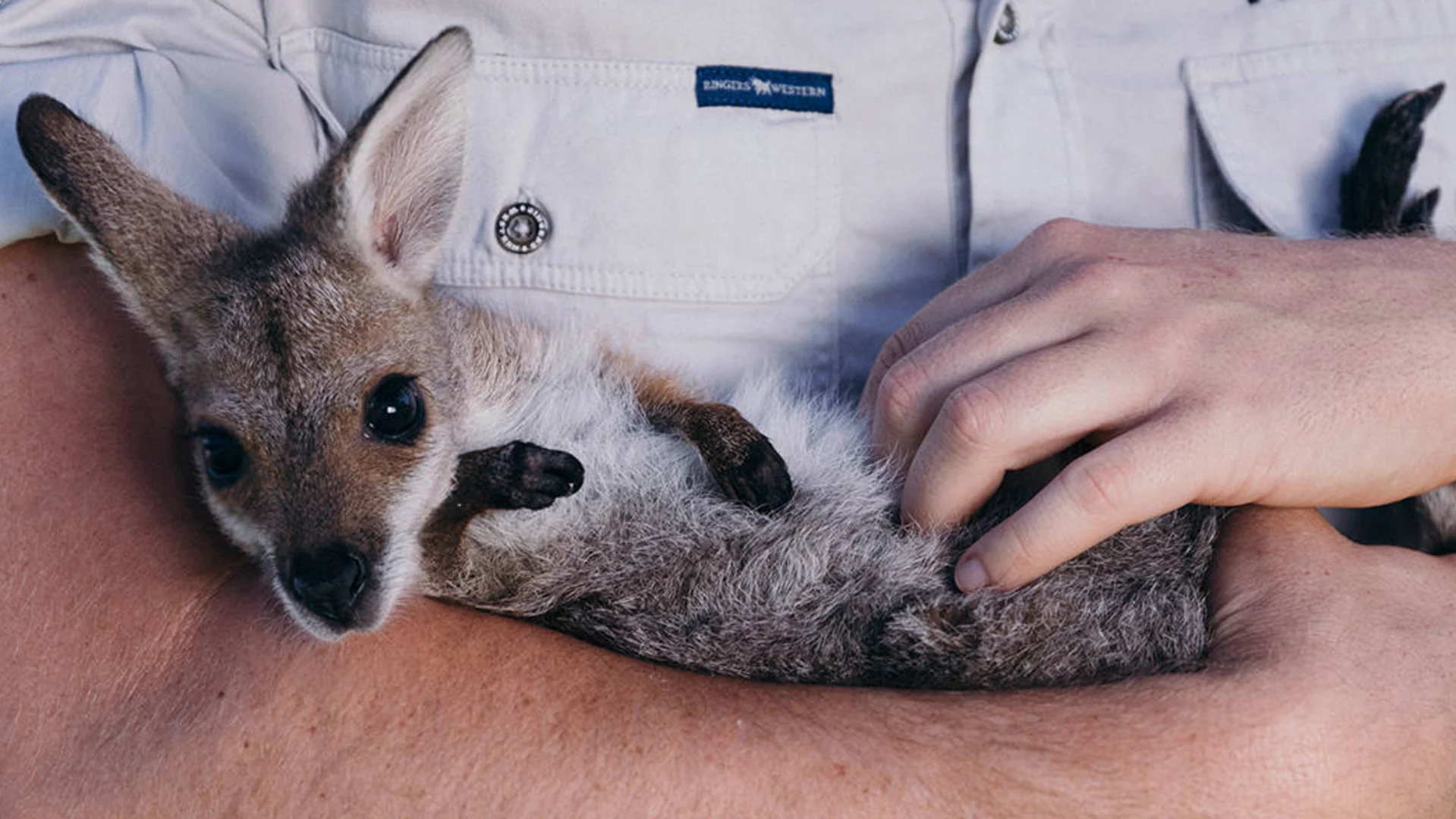 A person holds a young kangaroo in their arms, gently petting its side. The kangaroo is lying on its back and looking at the camera.