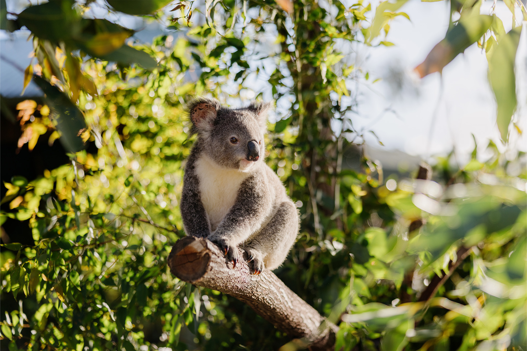 A koala sits on a tree branch surrounded by lush green leaves and sunlight, looking off to the side in a natural, outdoor setting.
