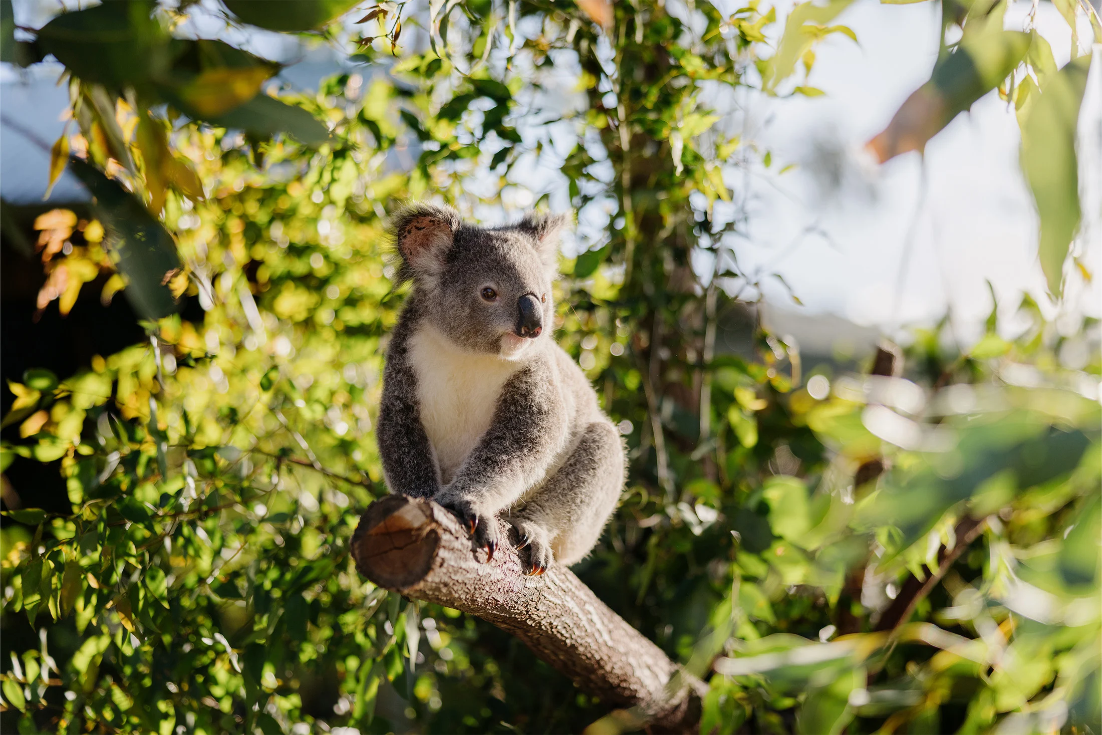 A koala sits on a tree branch surrounded by lush green leaves and sunlight, looking off to the side in a natural, outdoor setting.