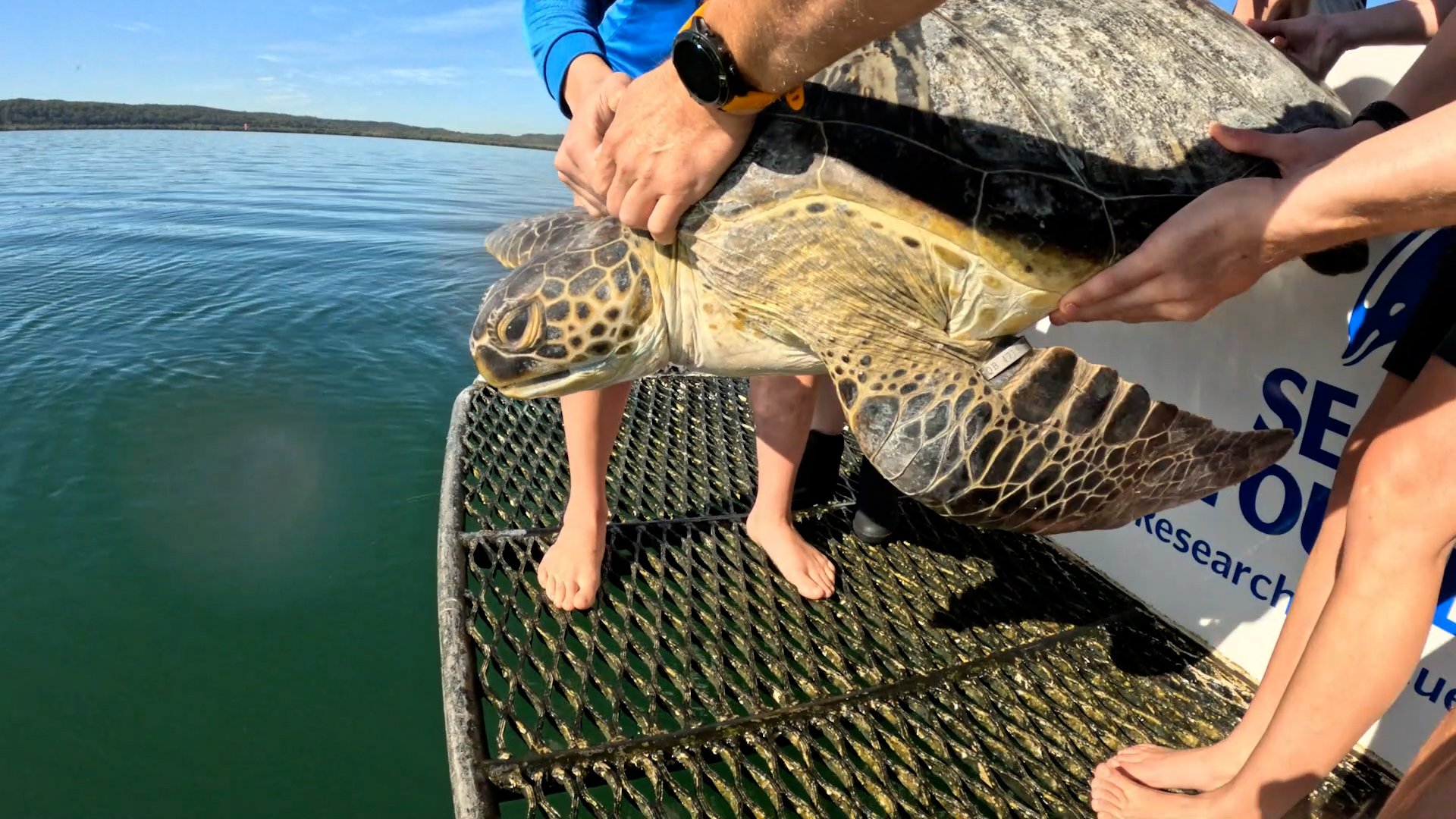 Sea World Foundation Returns Four Green Sea Turtles on World Sea Turtle ...