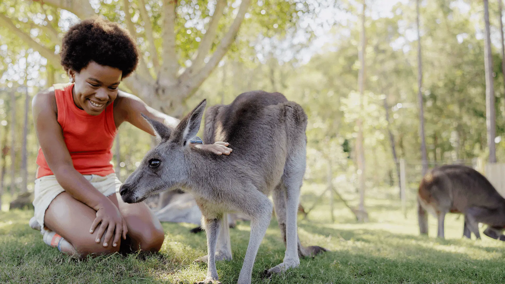 A person in a red shirt and white shorts sits on grass, smiling and petting a kangaroo in an outdoor setting with trees.