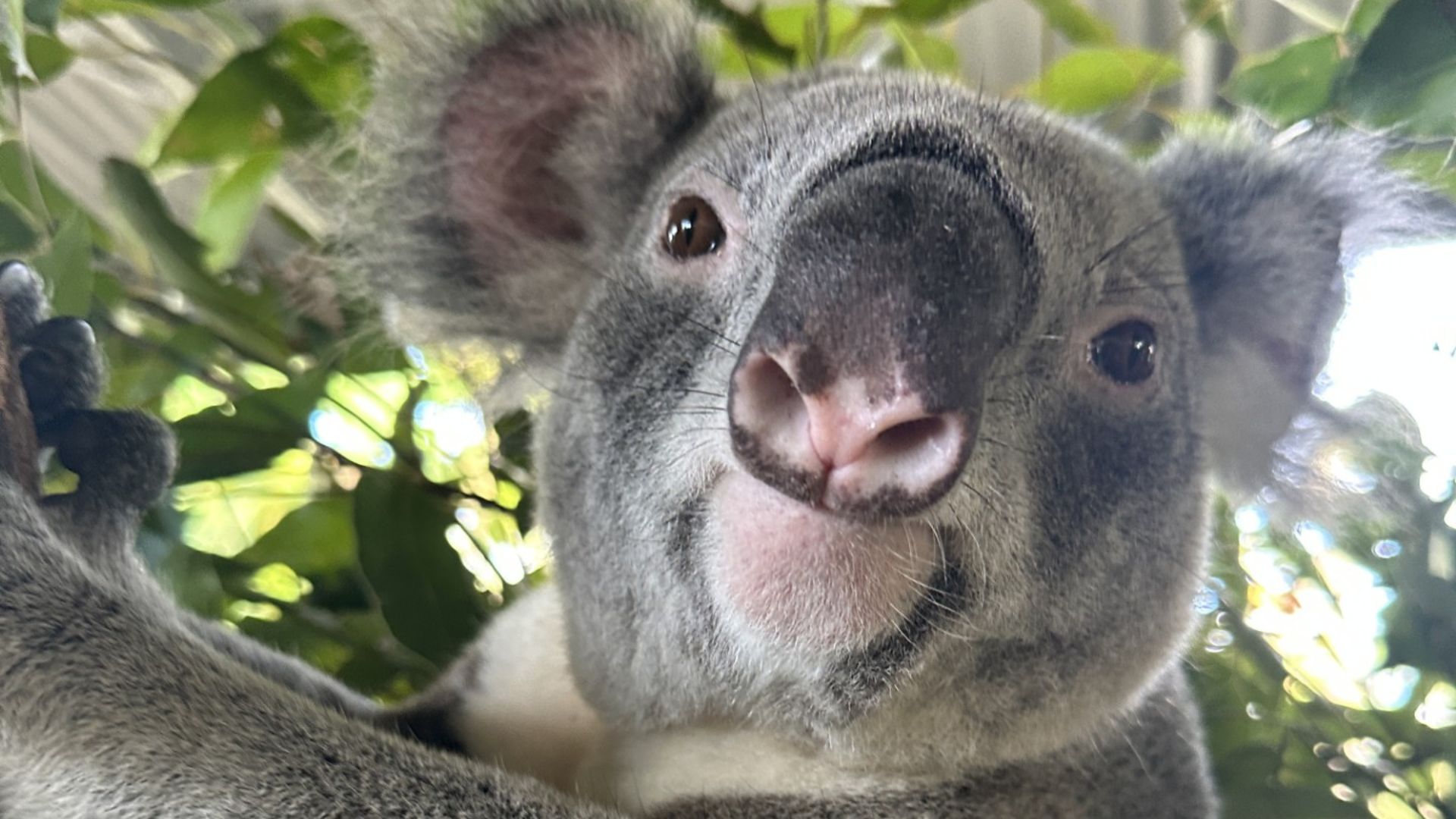A close-up of a koala clinging to a tree branch, surrounded by green leaves, with its face looking directly at the camera under a metal roof.