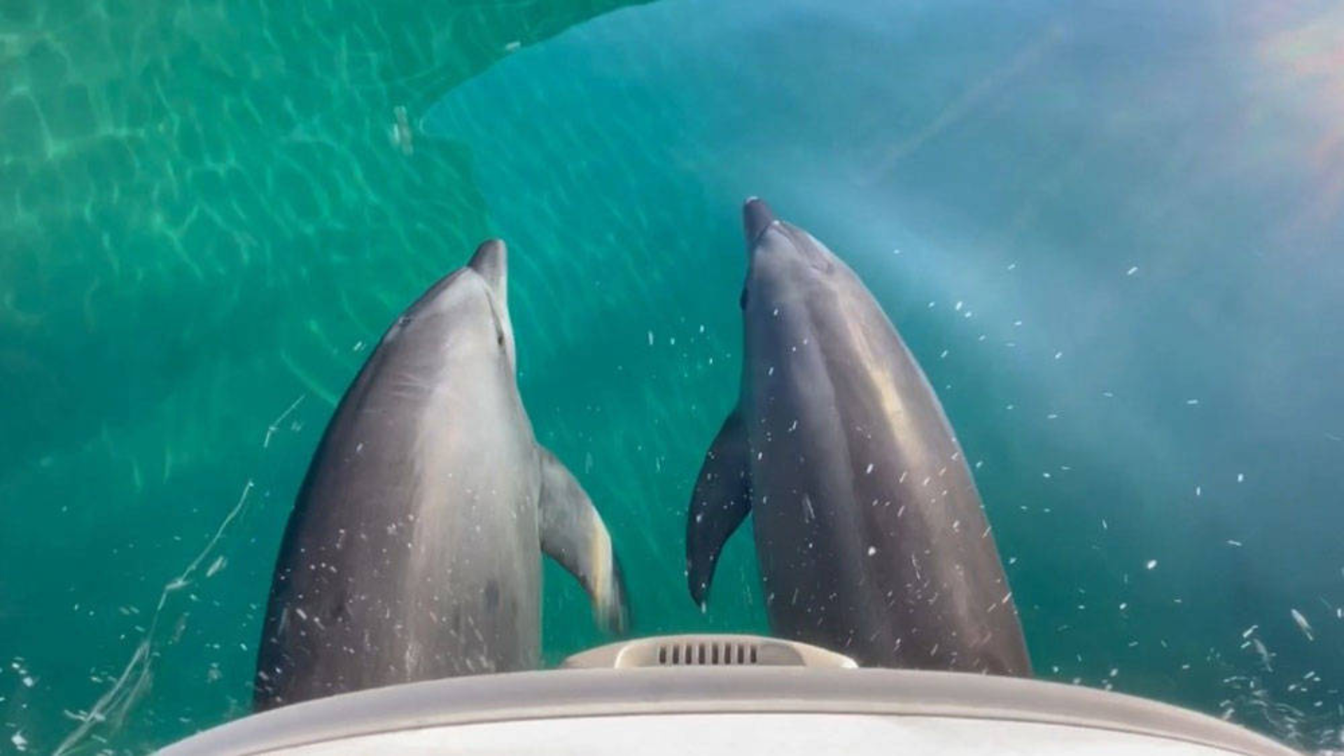 Two dolphins swim alongside a boat in clear turquoise water.