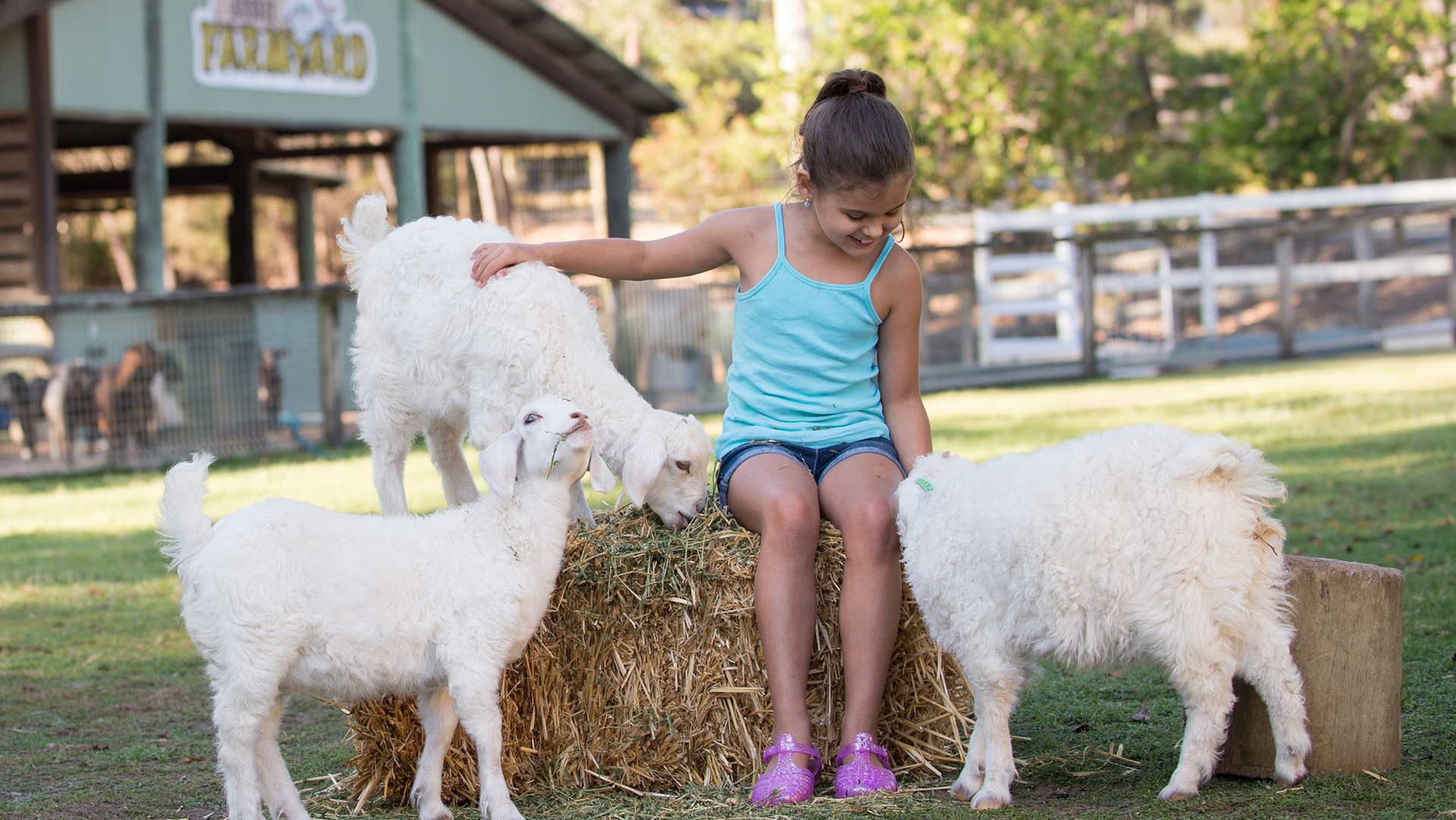 A young girl sits on a hay bale, petting three white goats at a farm with a barn and fencing visible in the background.