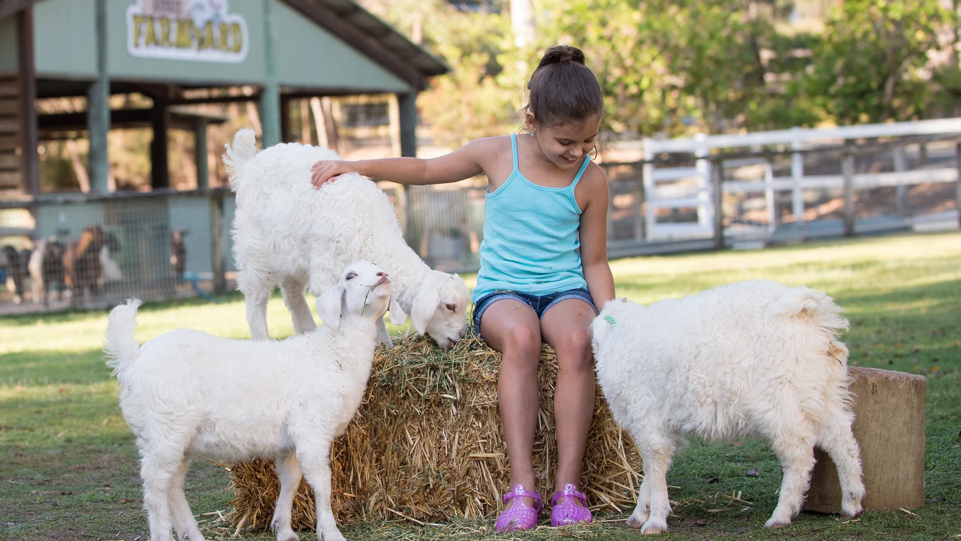 A young girl sits on a hay bale, petting three white goats at a farm with a barn and fencing visible in the background.