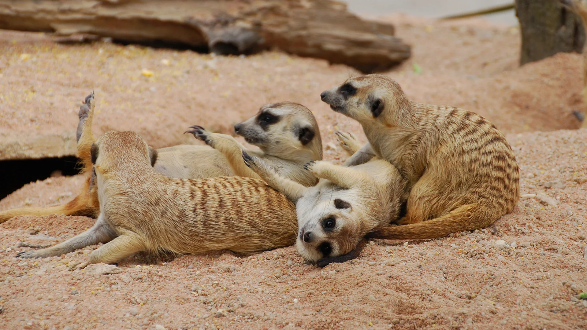 Four meerkats lie close together on sandy ground, with two appearing to rest on top of the others in a relaxed, playful manner.