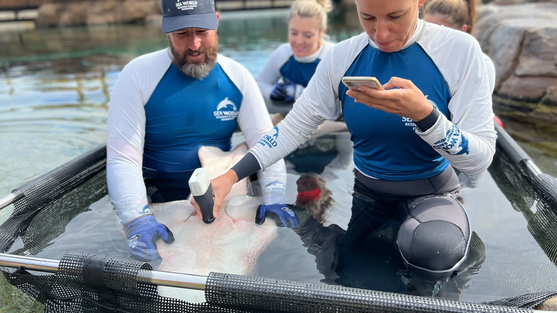 Three people in wetsuits examine a stingray in a shallow water enclosure; one scans the animal with a device while another uses a smartphone.